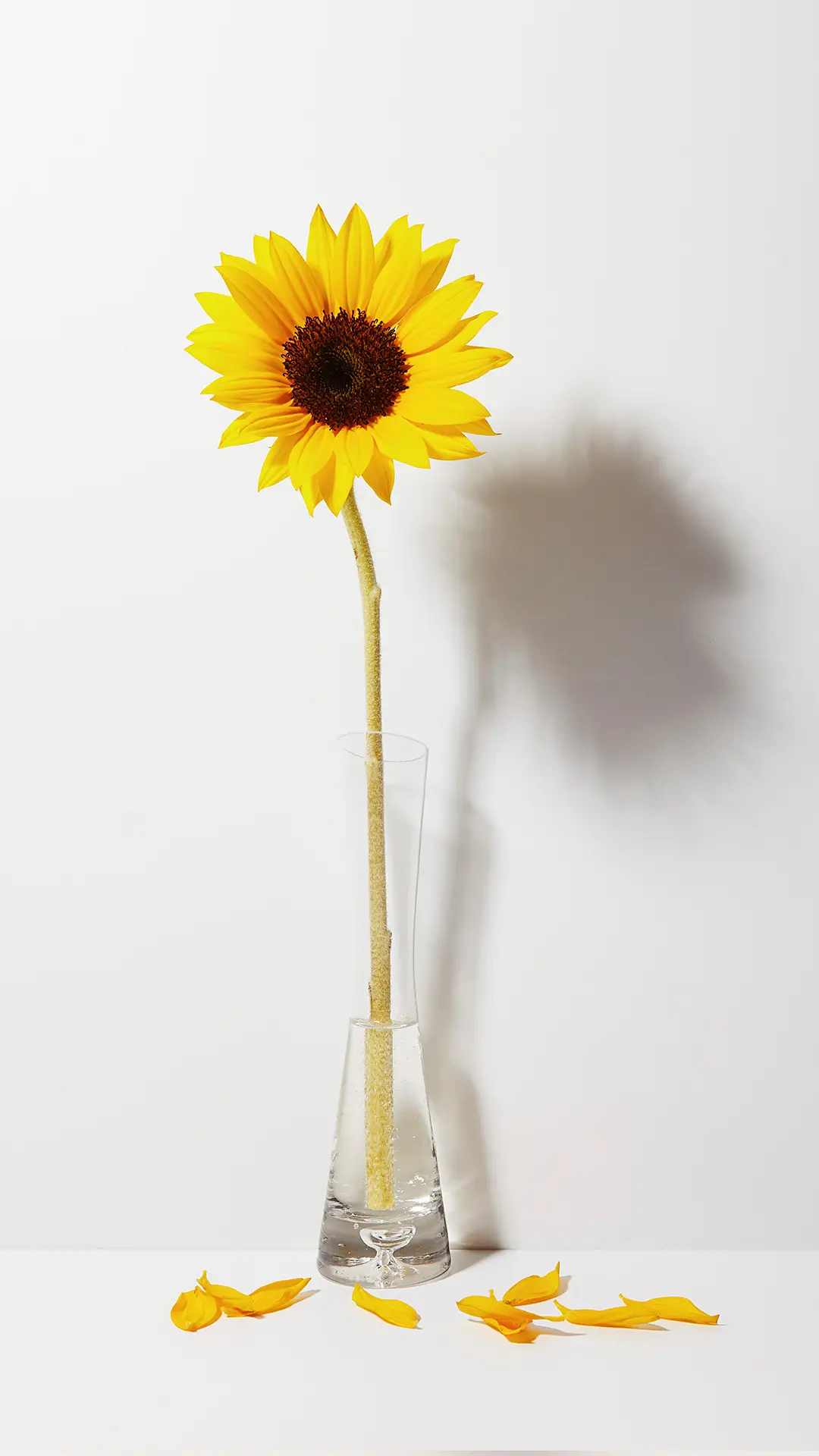 友谊诚可贵 - Screenshot 1