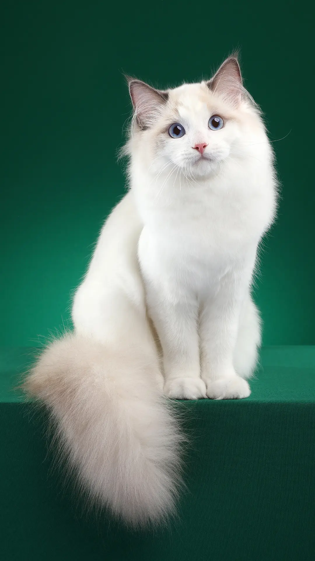 如何预防猫咪中暑