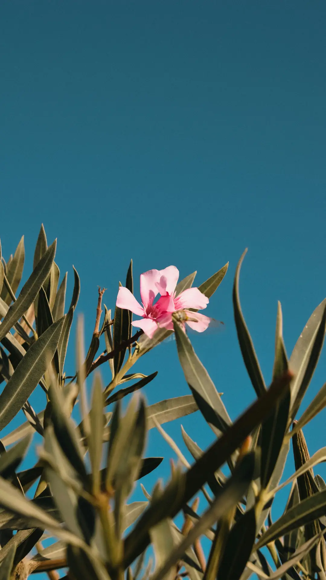 花样年华-顶晟科技 - Screenshot 1
