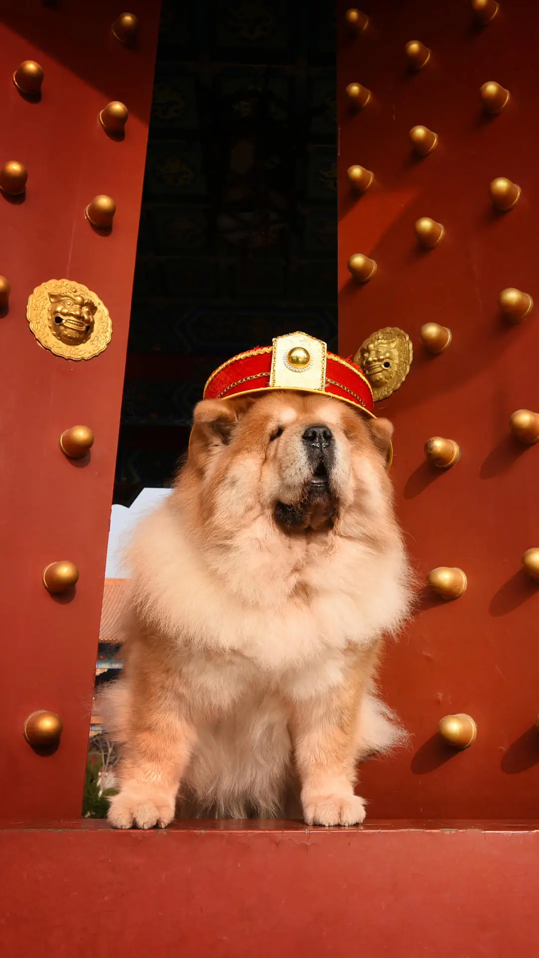 关于狗狗的传统文化