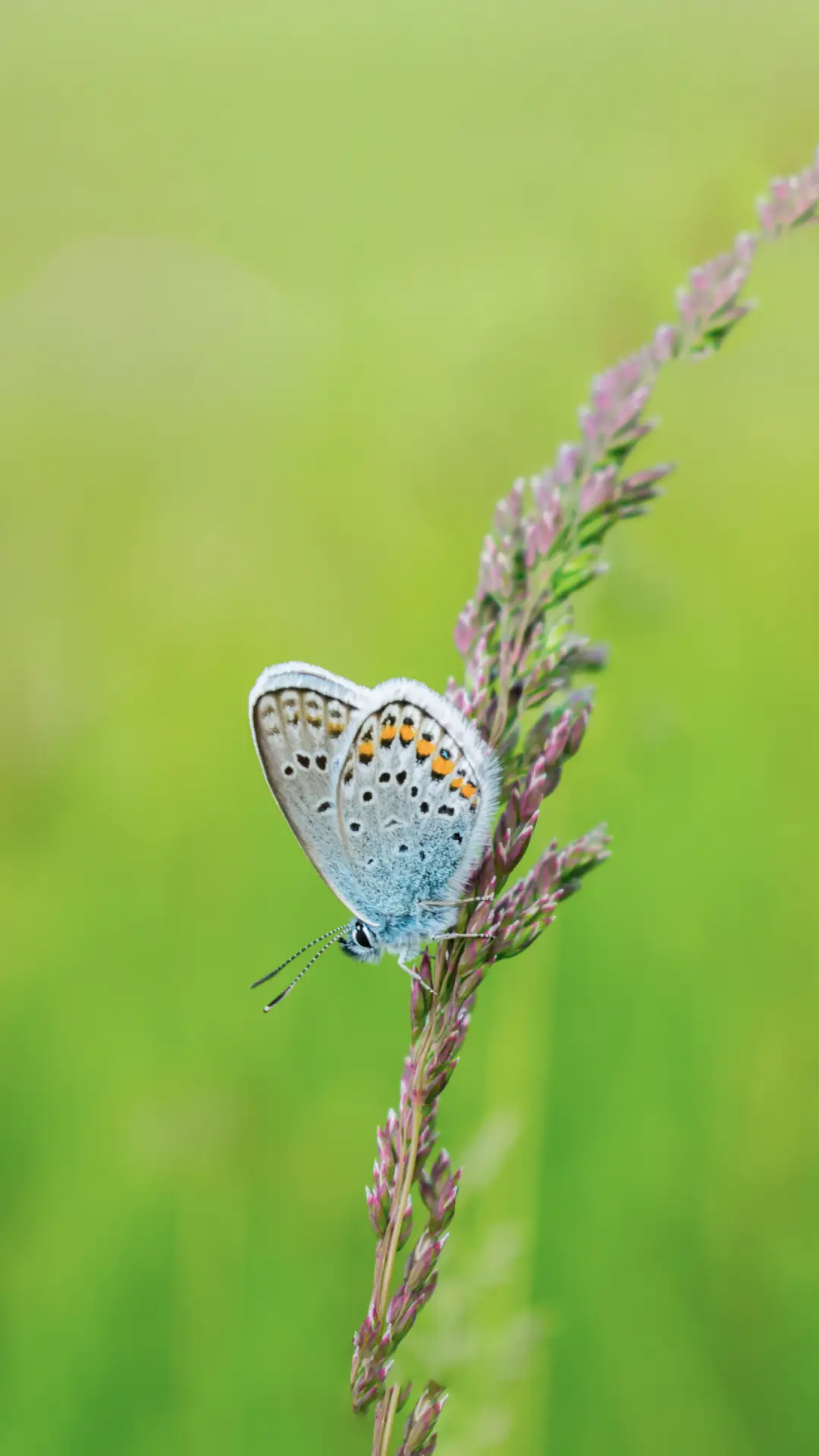 蝴蝶翩翩飞壁纸-锐景创意