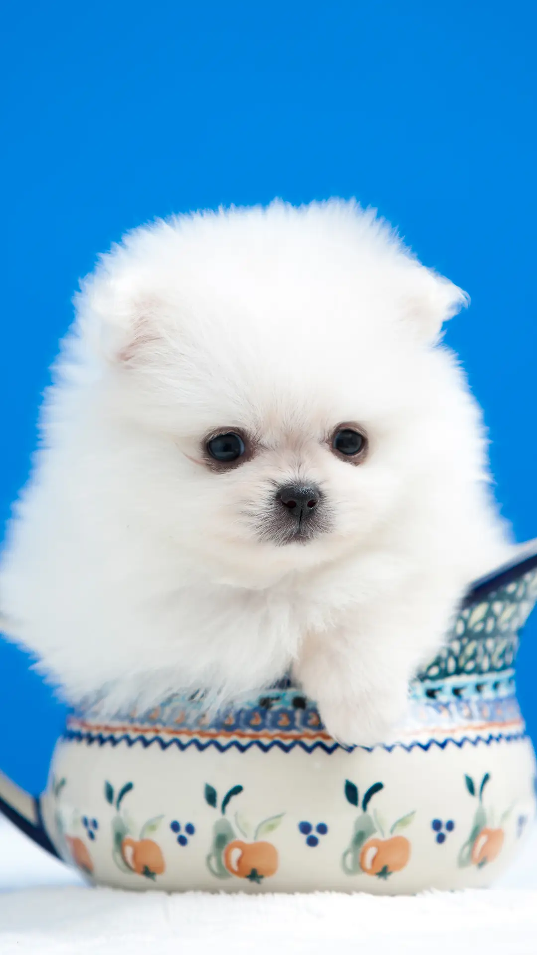 萌宠博美 - Screenshot 1