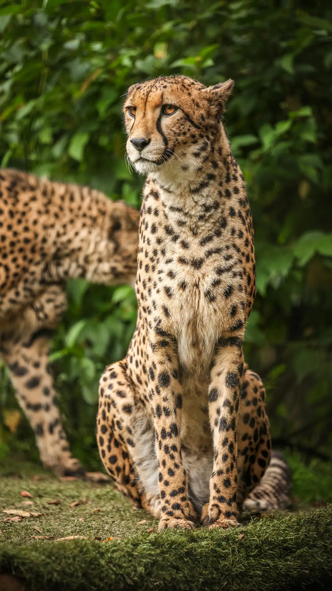 有关猫科动物的咆哮声