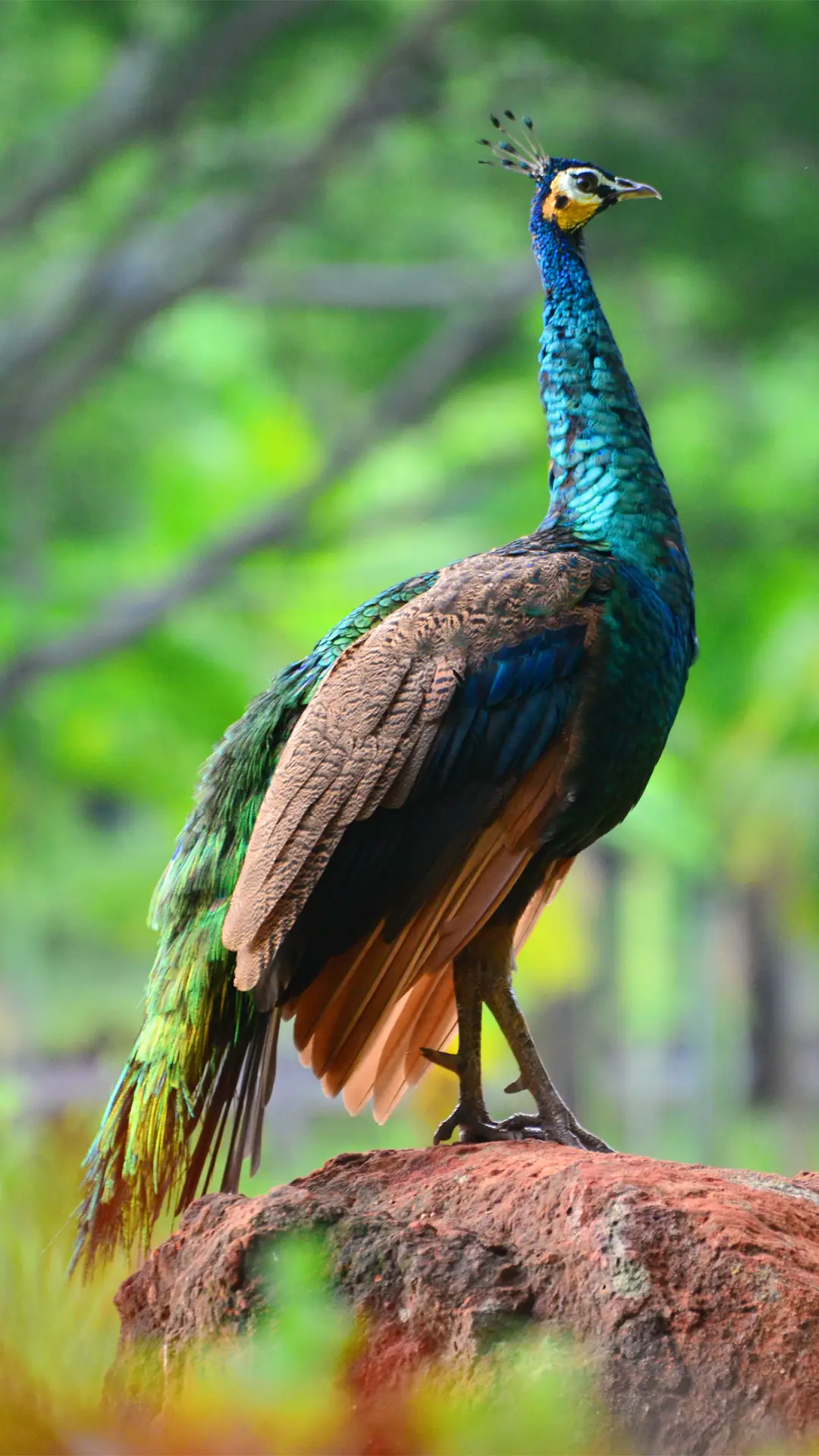 优雅孔雀-拍信图库