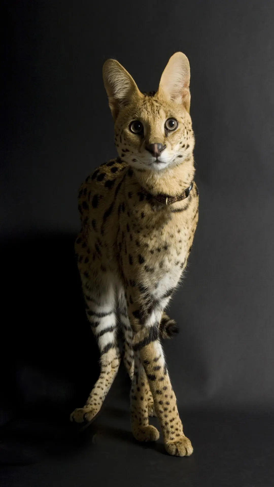 长相霸道的喵星人