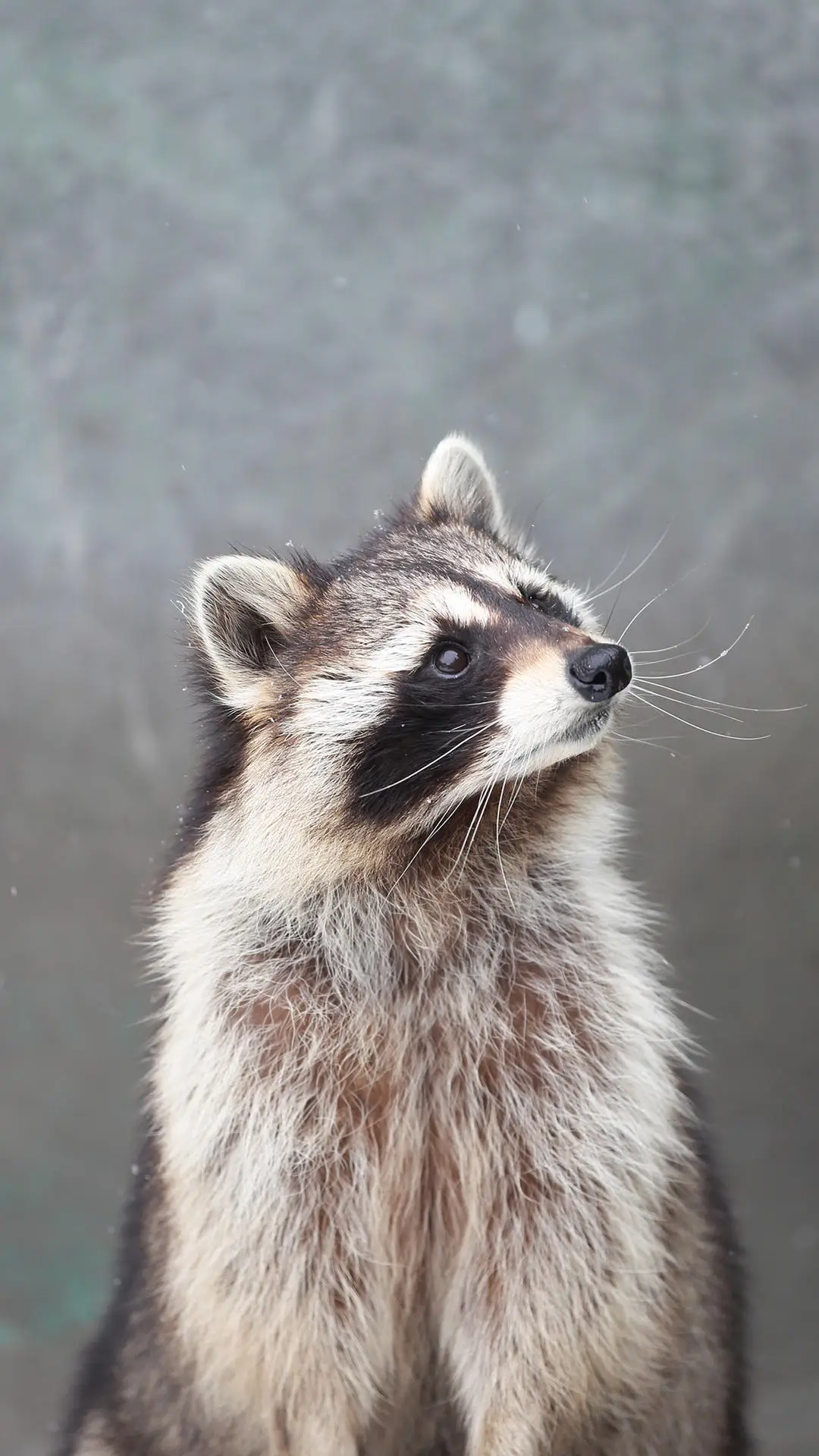 “干脆面君”浣熊 - Screenshot 1