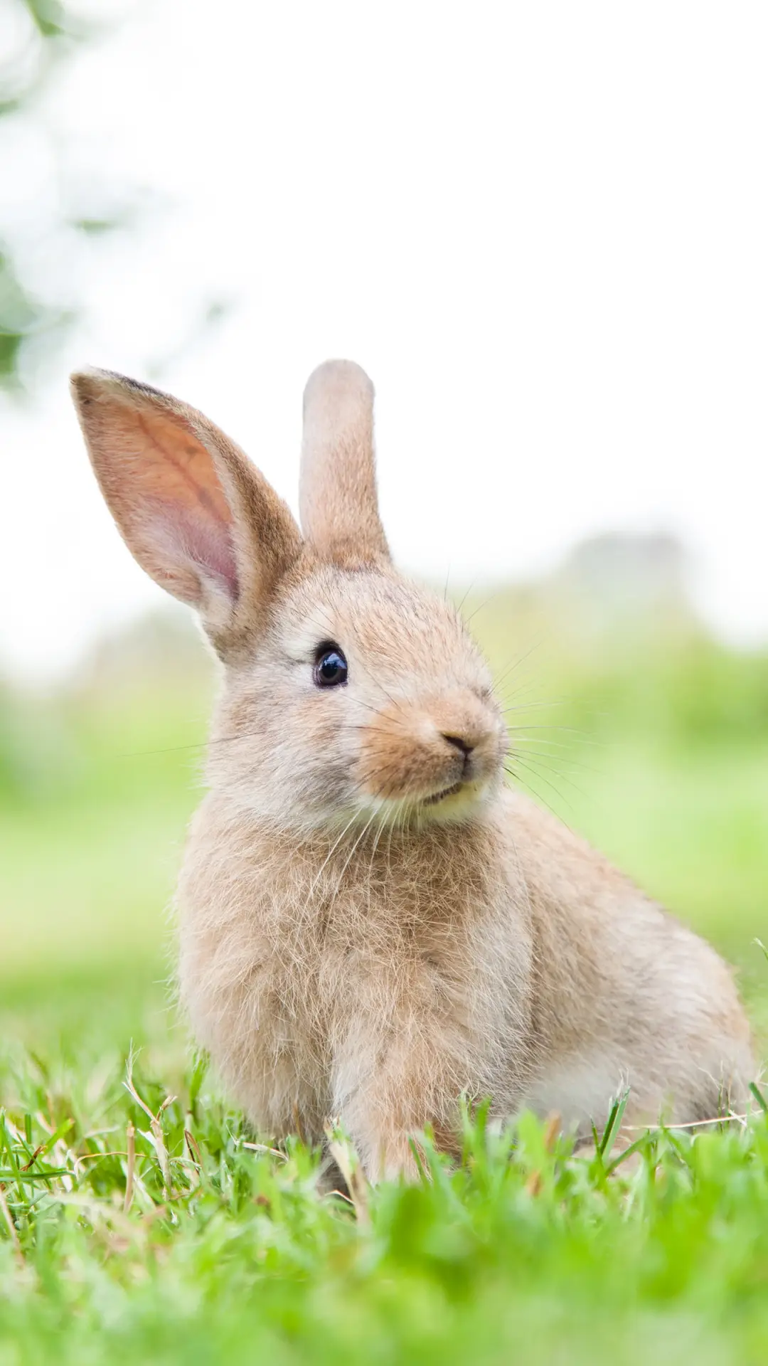 可爱小兔子-锐景创意