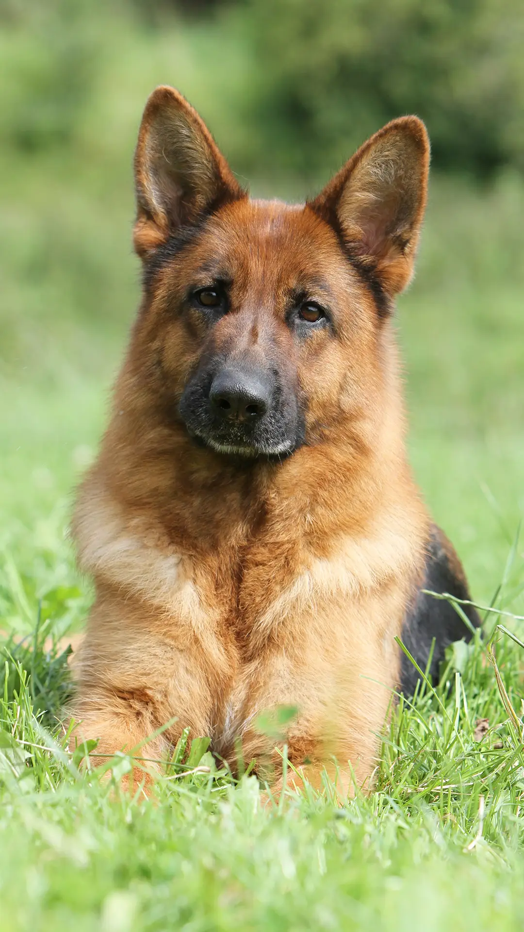 狗狗的内心语言