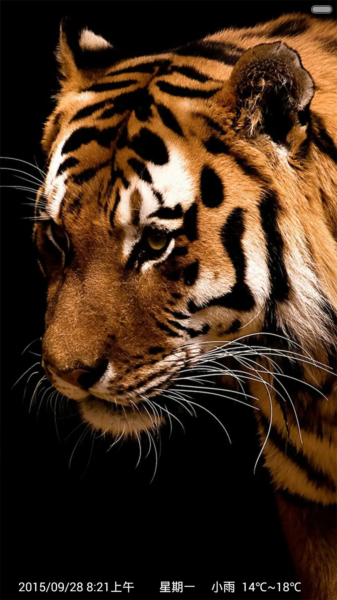 无敌猛虎 - Screenshot 1