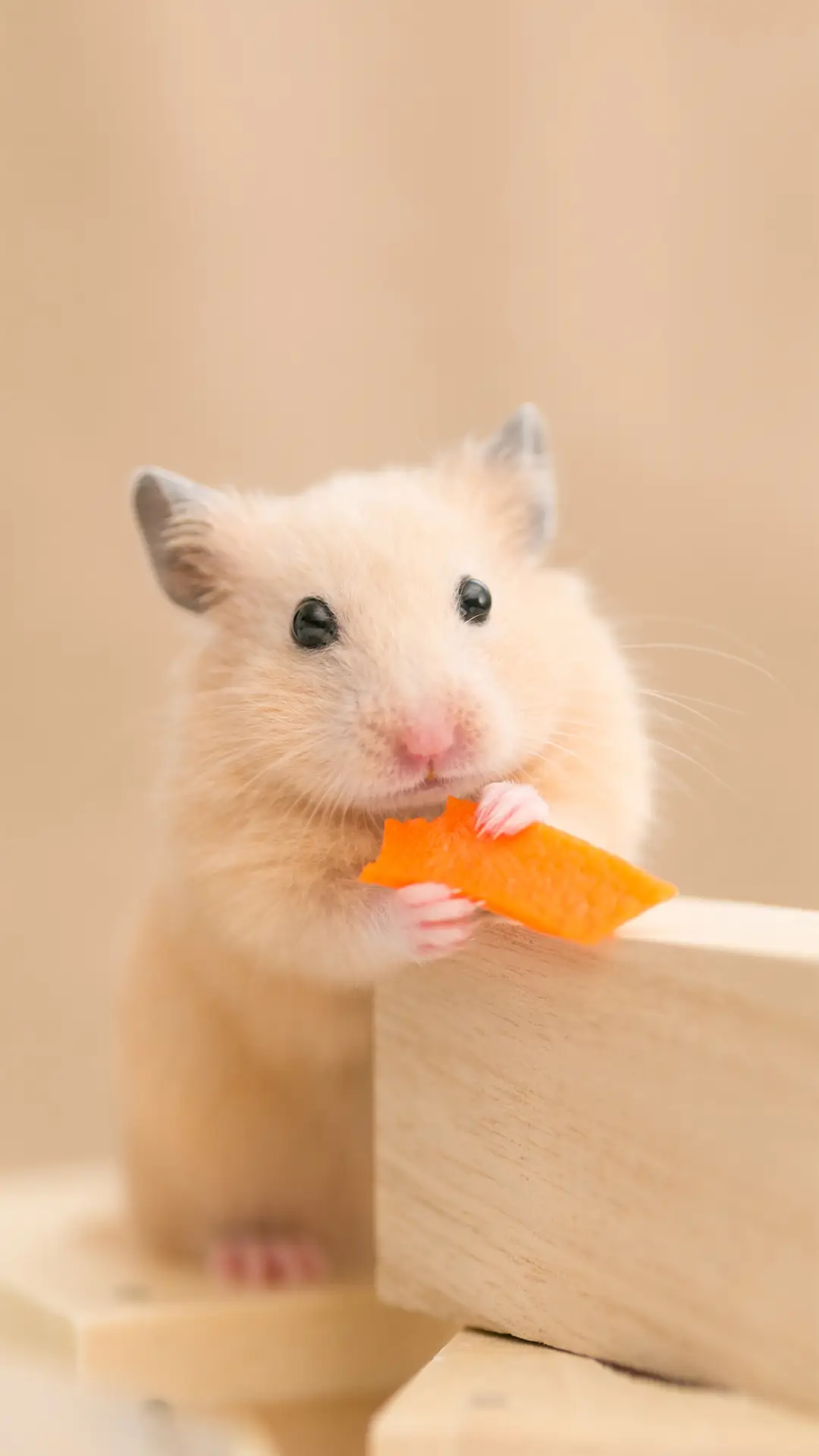 可爱的宠物-锐景创意