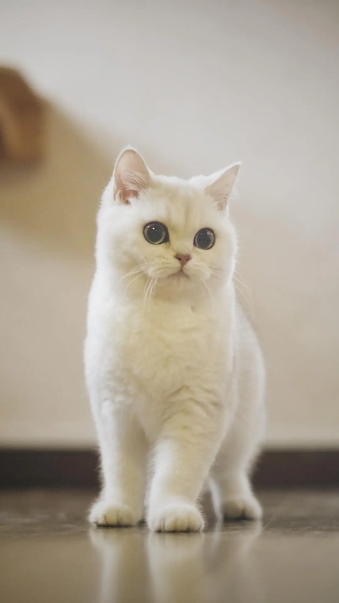 内心敏感的小猫咪