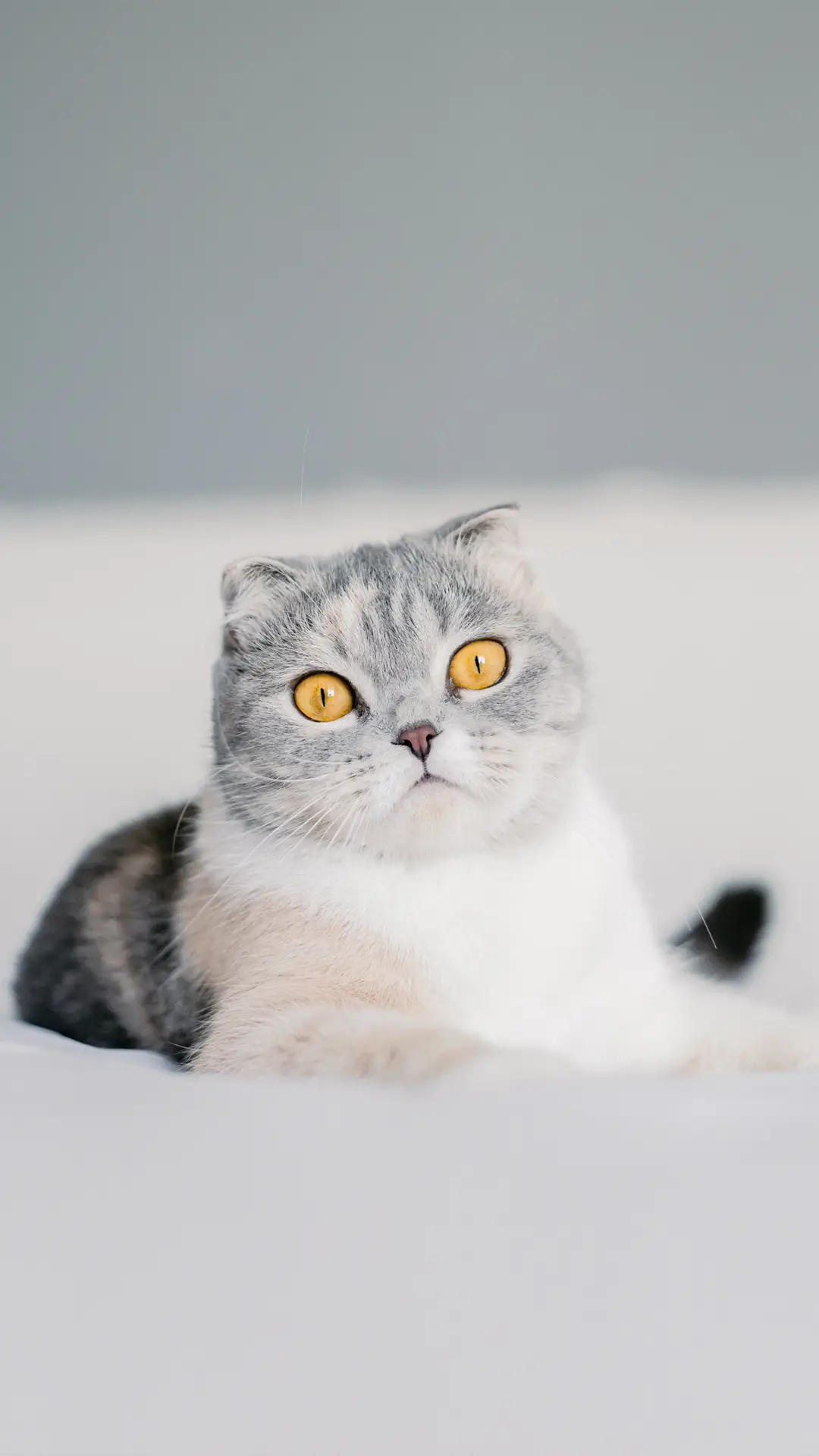 猫咪让人融化的小动作