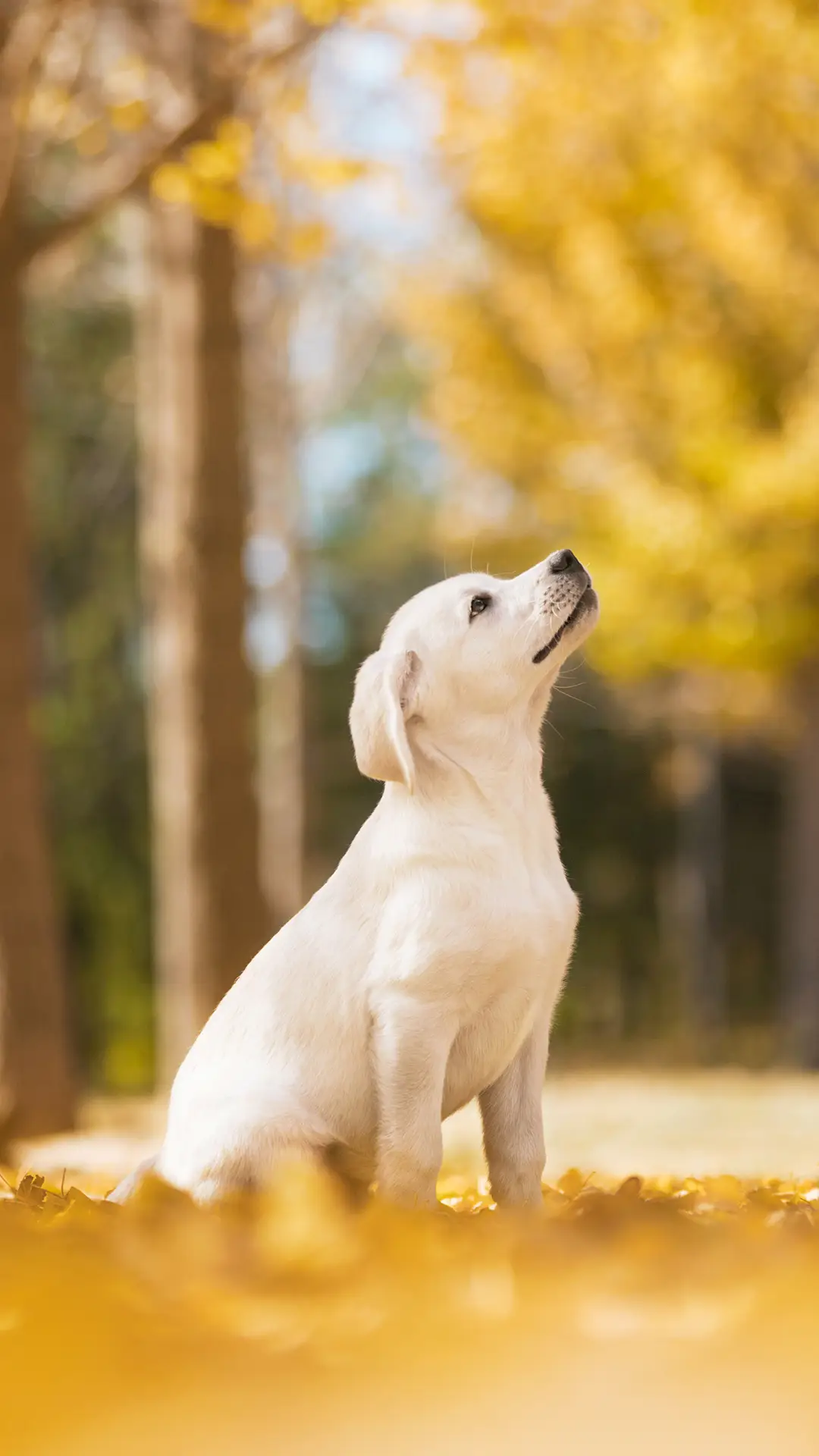 狗狗冬季保暖误区