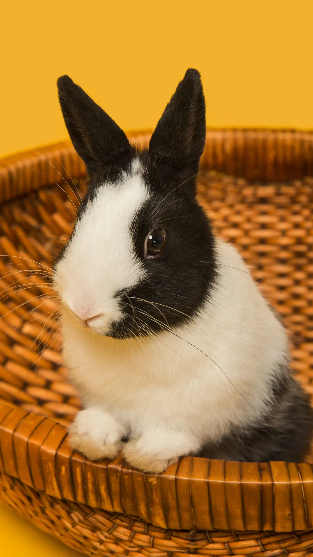 温顺可爱小兔子 - Screenshot 1