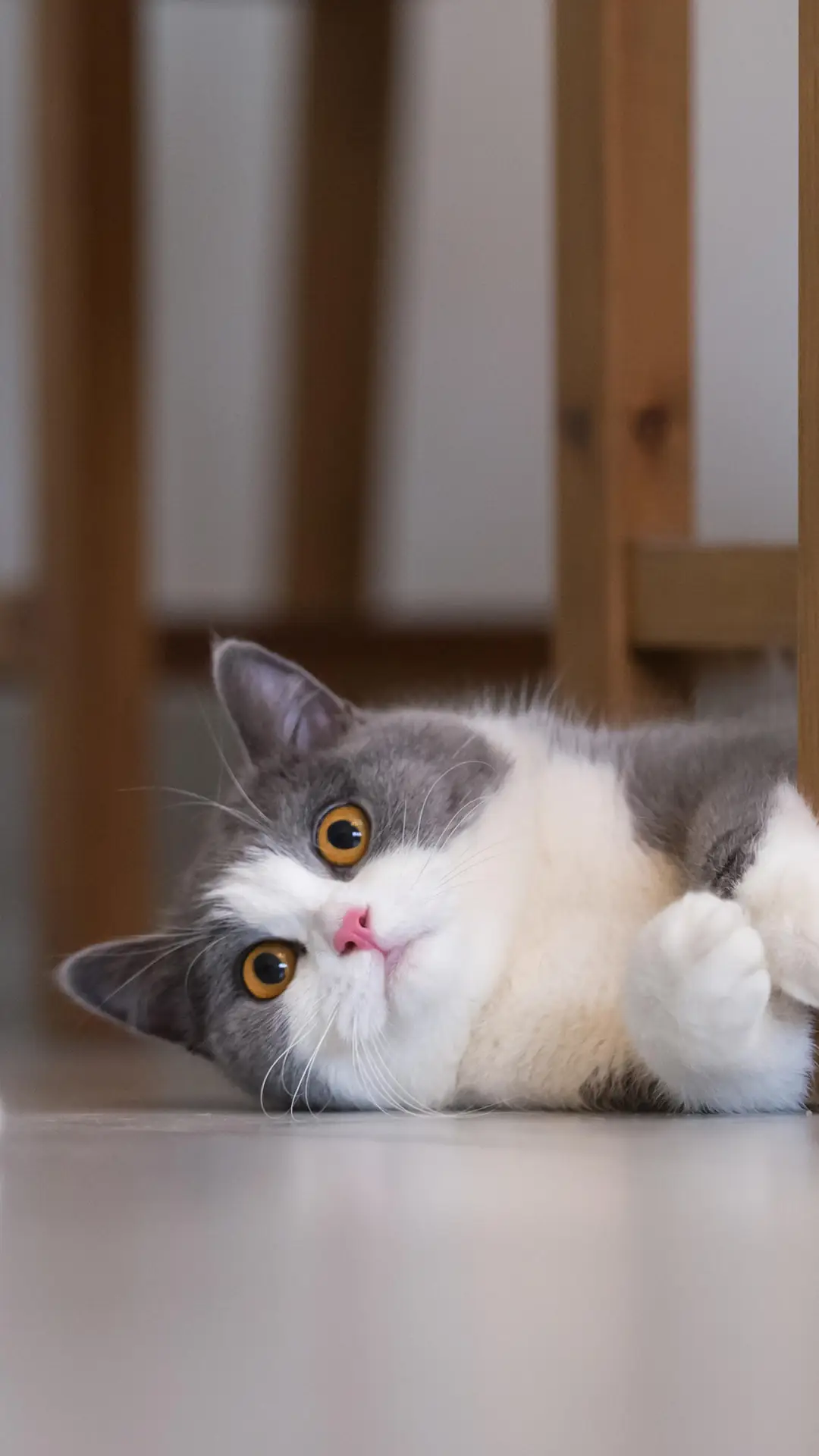 小猫咪的雷区有哪些