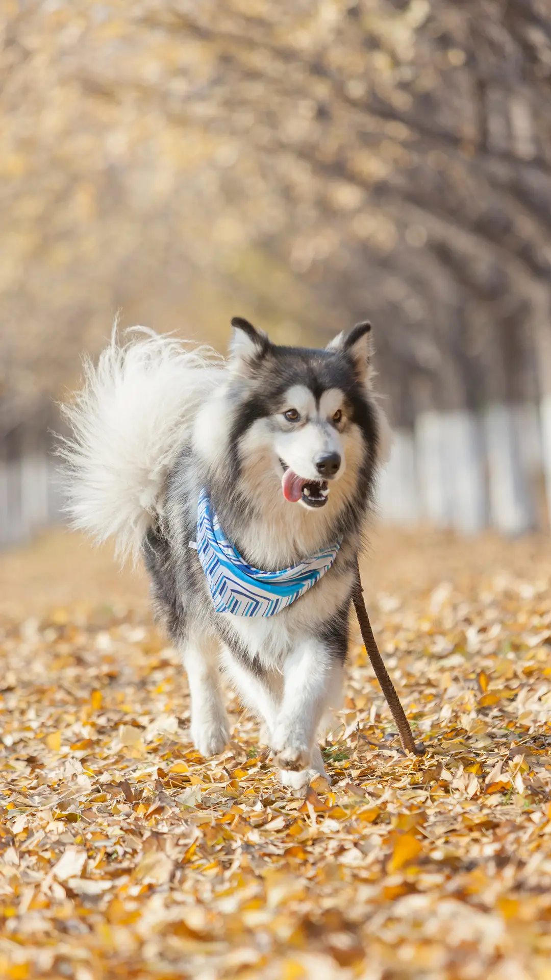 减少对狗狗毛发的烦恼
