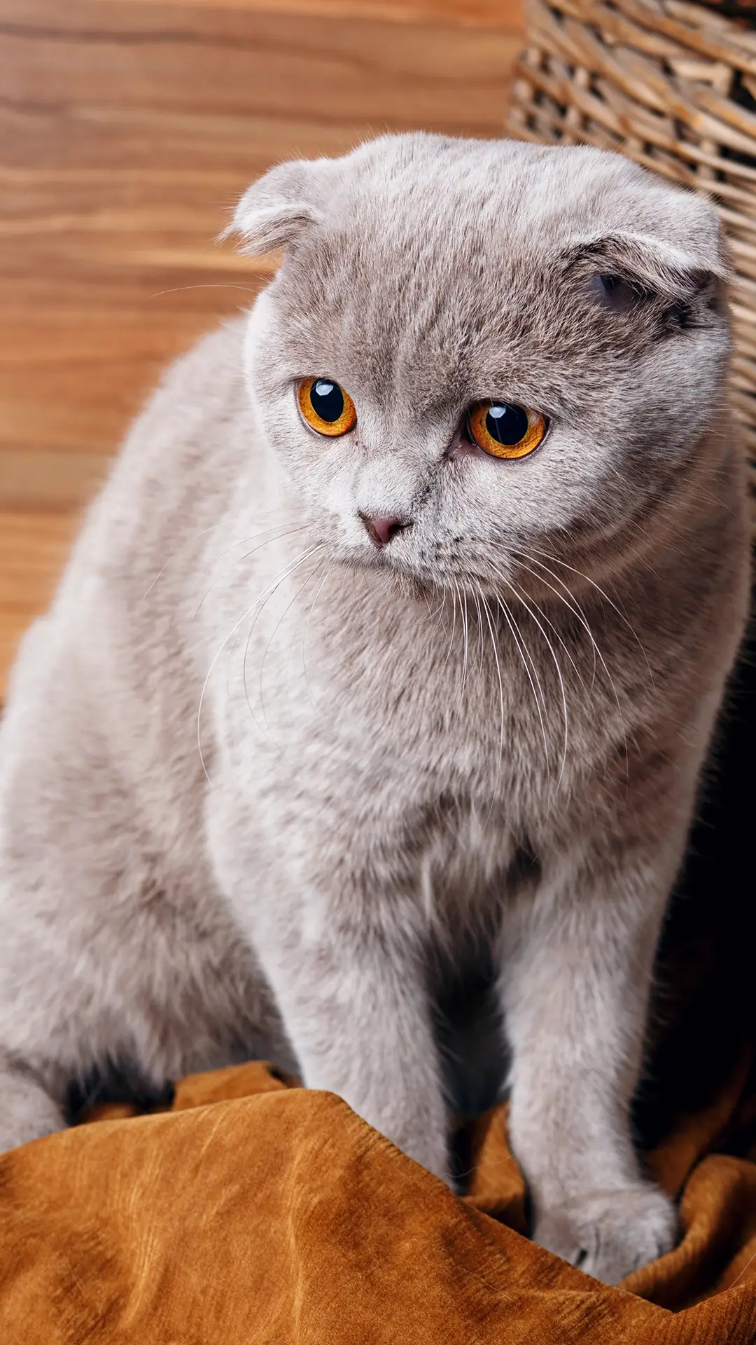 萌猫之王折耳猫