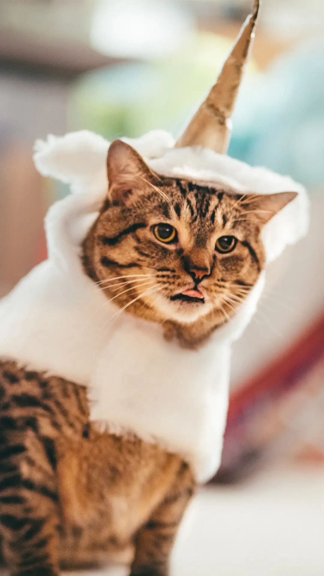 猫咪天冷要添衣吗