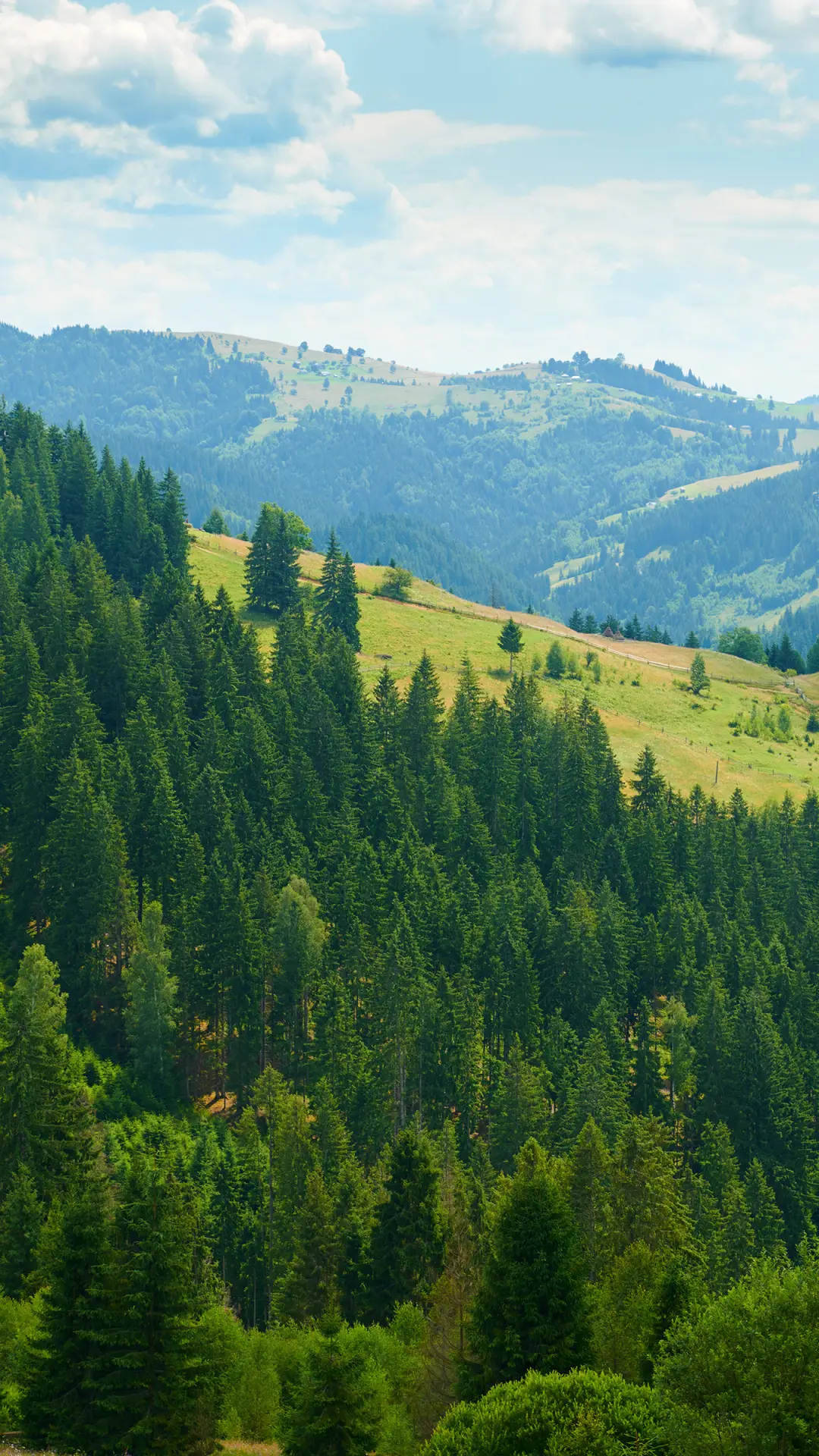 拥抱森林-拍信图库 - Screenshot 1