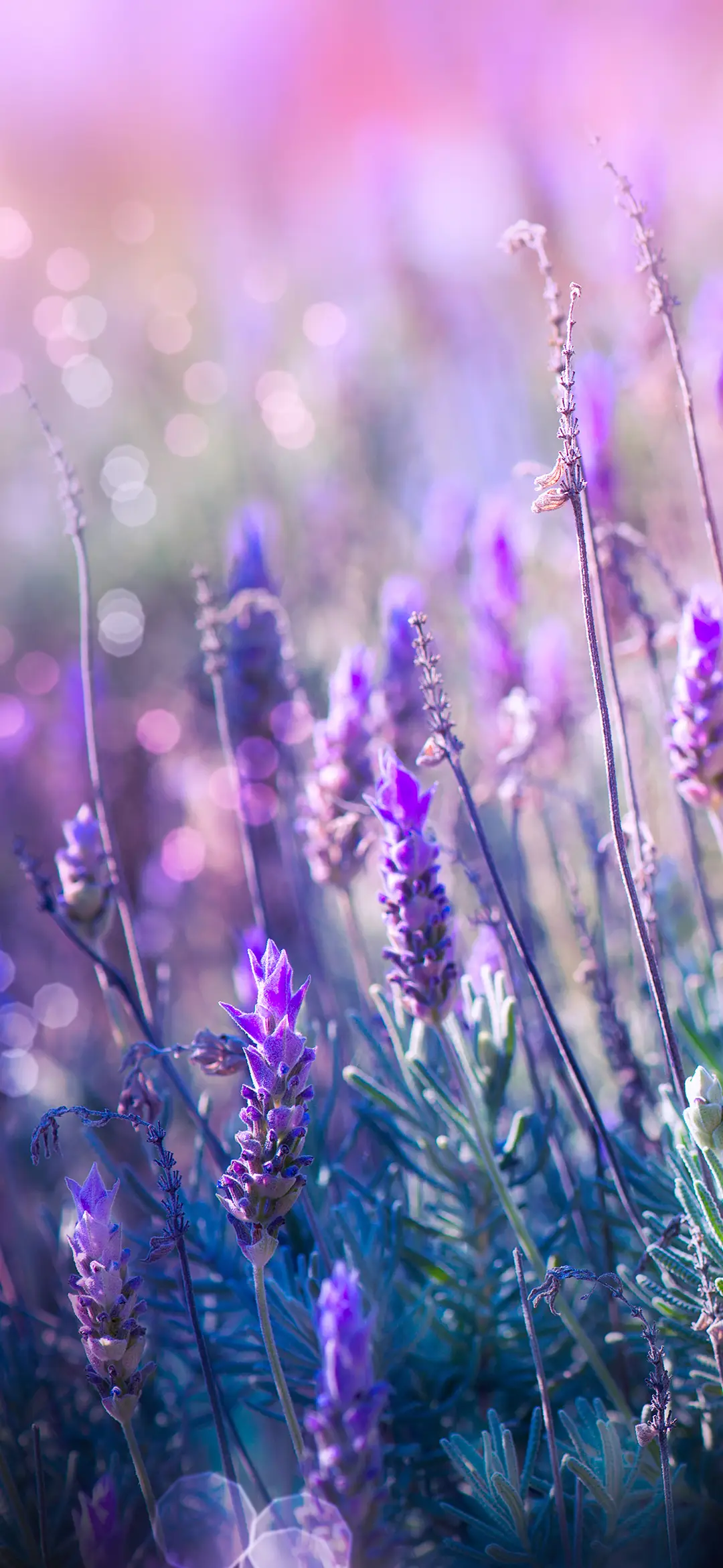 薰衣草壁纸-锐景创意