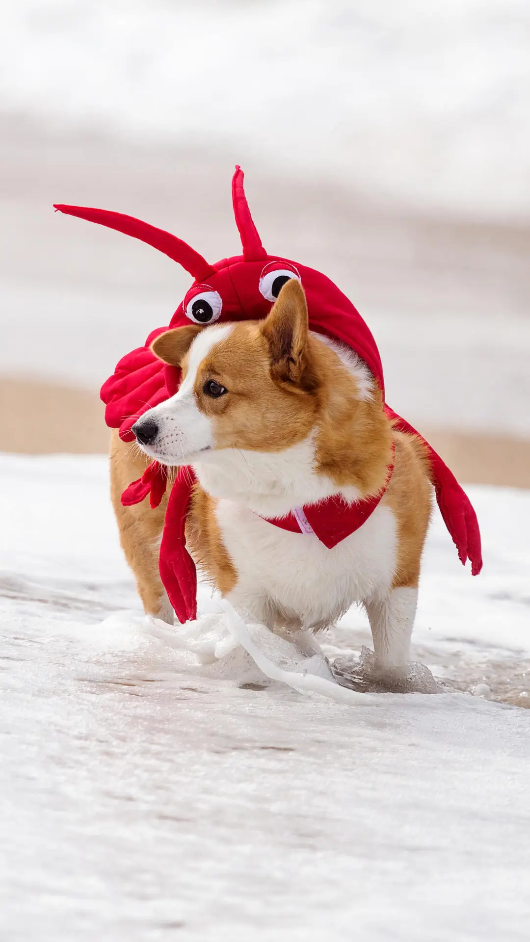 准备好养柯基了吗