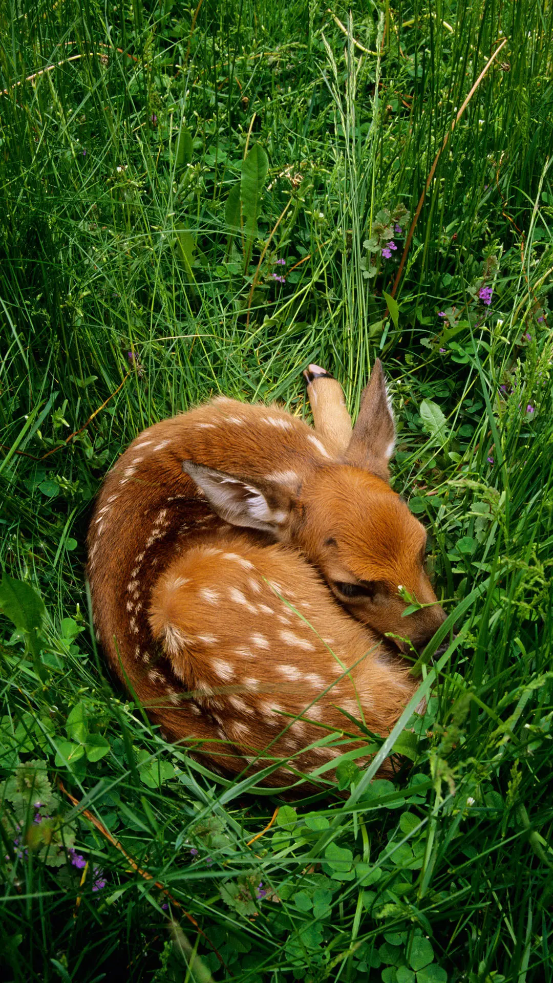 象征吉祥长寿的鹿