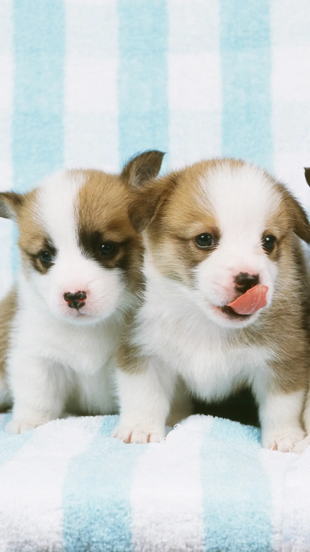 皇室宠物柯基犬 - Screenshot 1