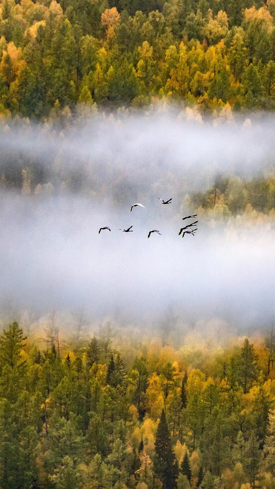 如期而至的秋天
