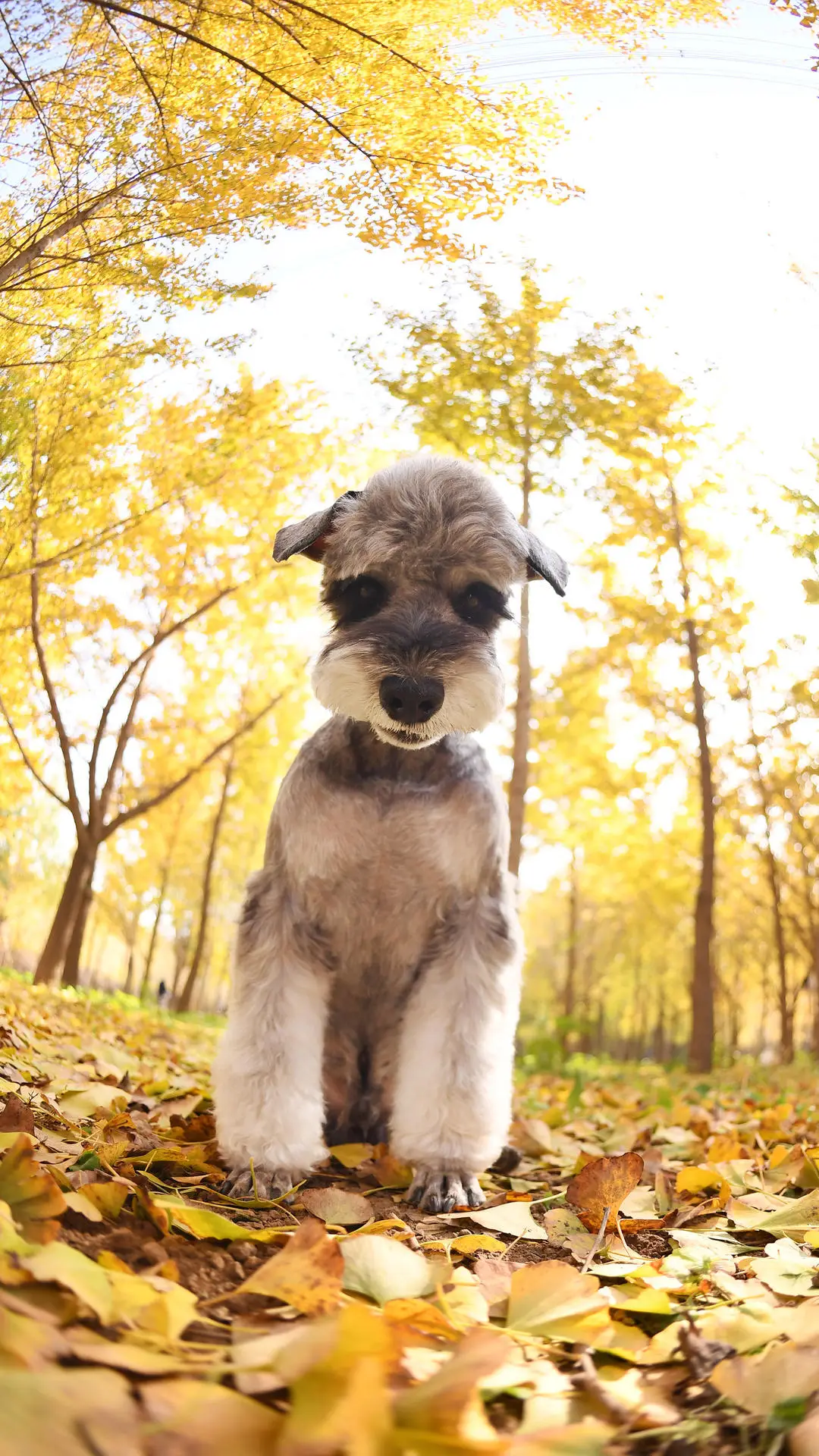 什么人不适合养狗 - Screenshot 1