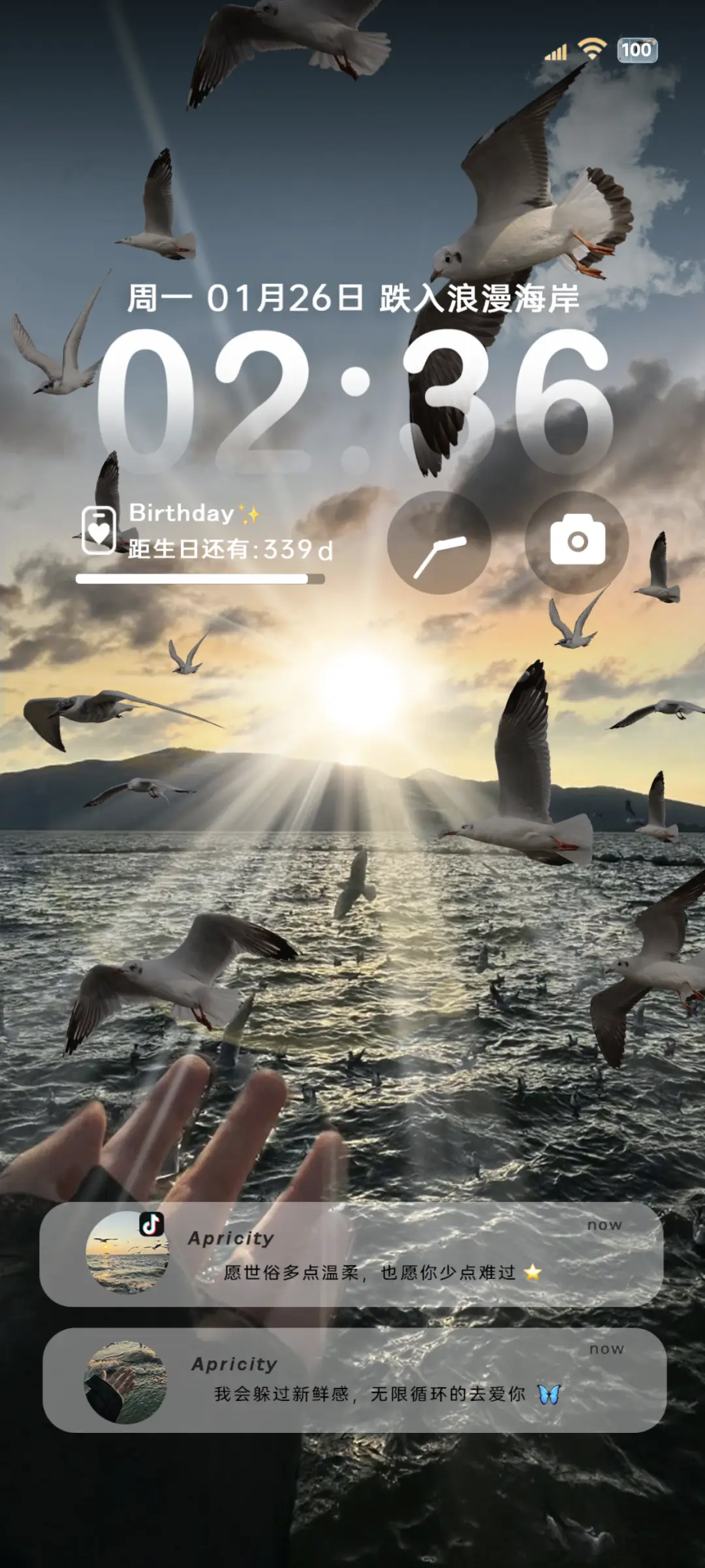 INS海鸥从不失约 THEME for Xiaomi MIUI HyperOS