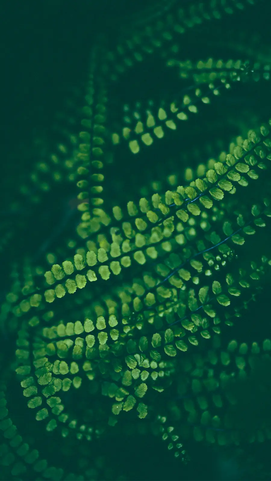 一片生机勃勃 - Screenshot 1