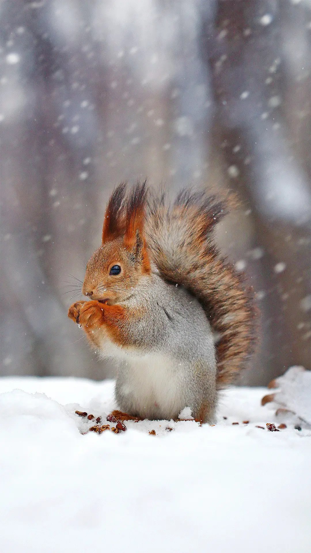 雪景萌物-拍信图库
