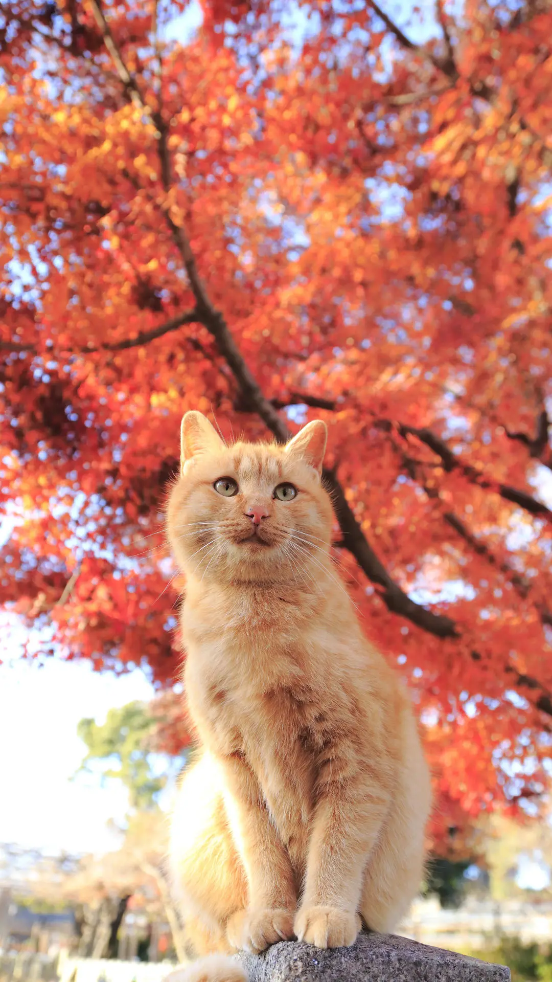 从古至今皆是宠物