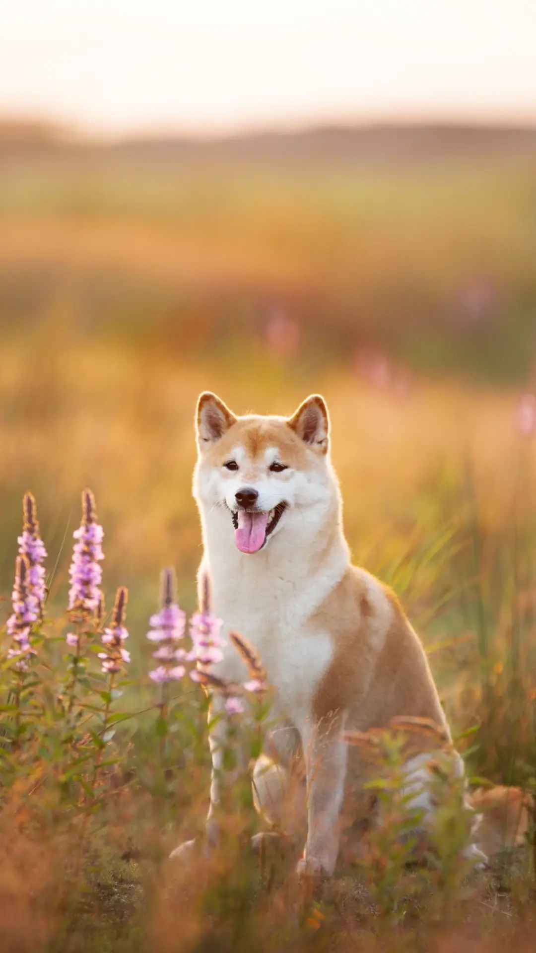 狗狗不听话怎么治 - Screenshot 1