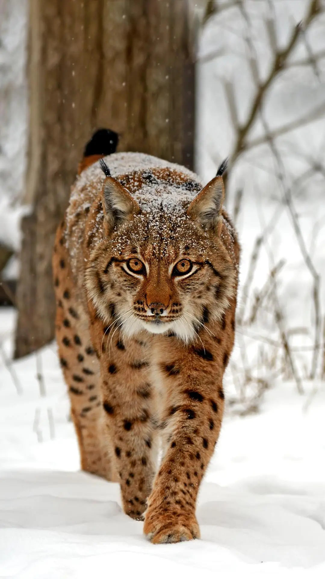 行动敏捷的猫科动物