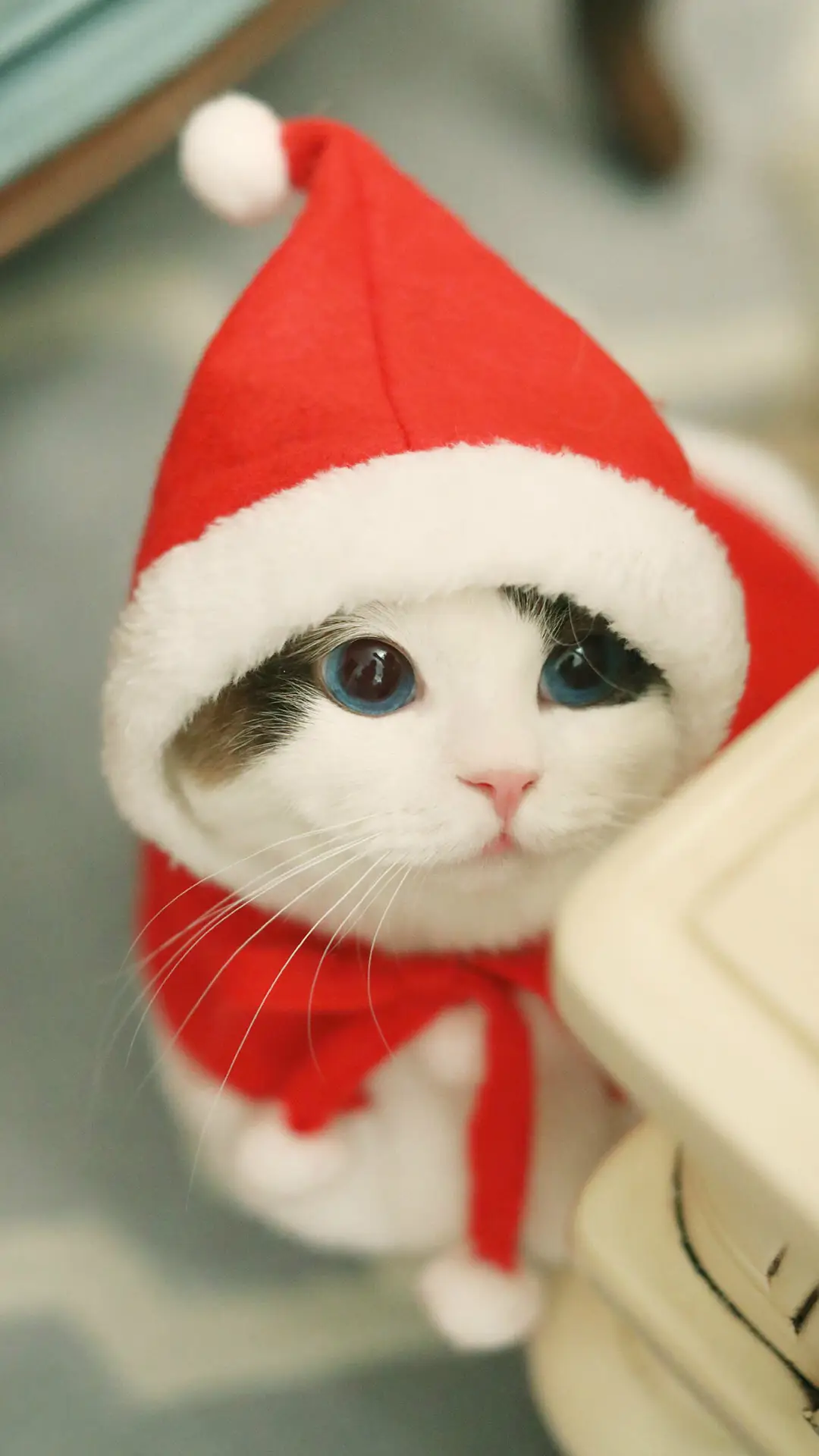 可爱萌萌哒小猫