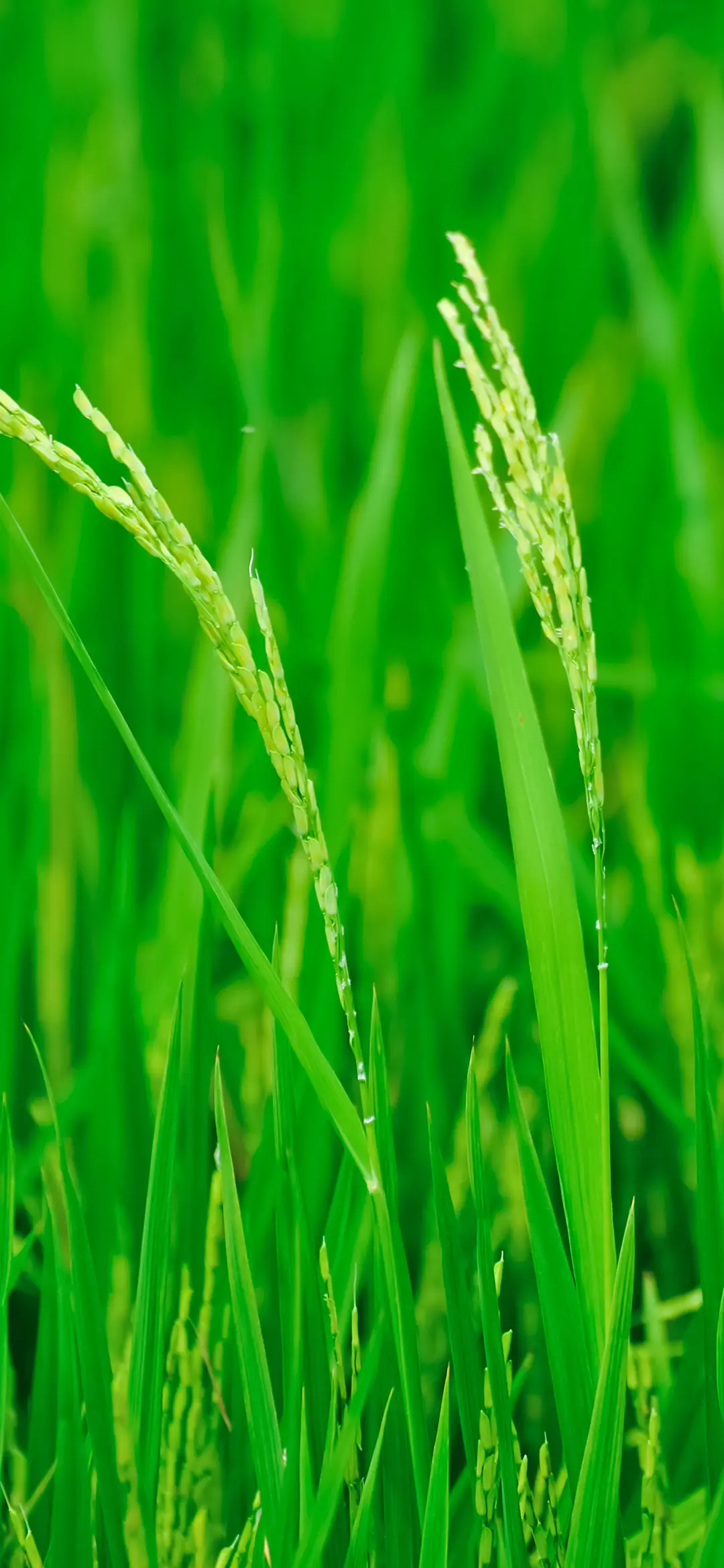 护眼植物系壁纸 -锐景创意 - Screenshot 1