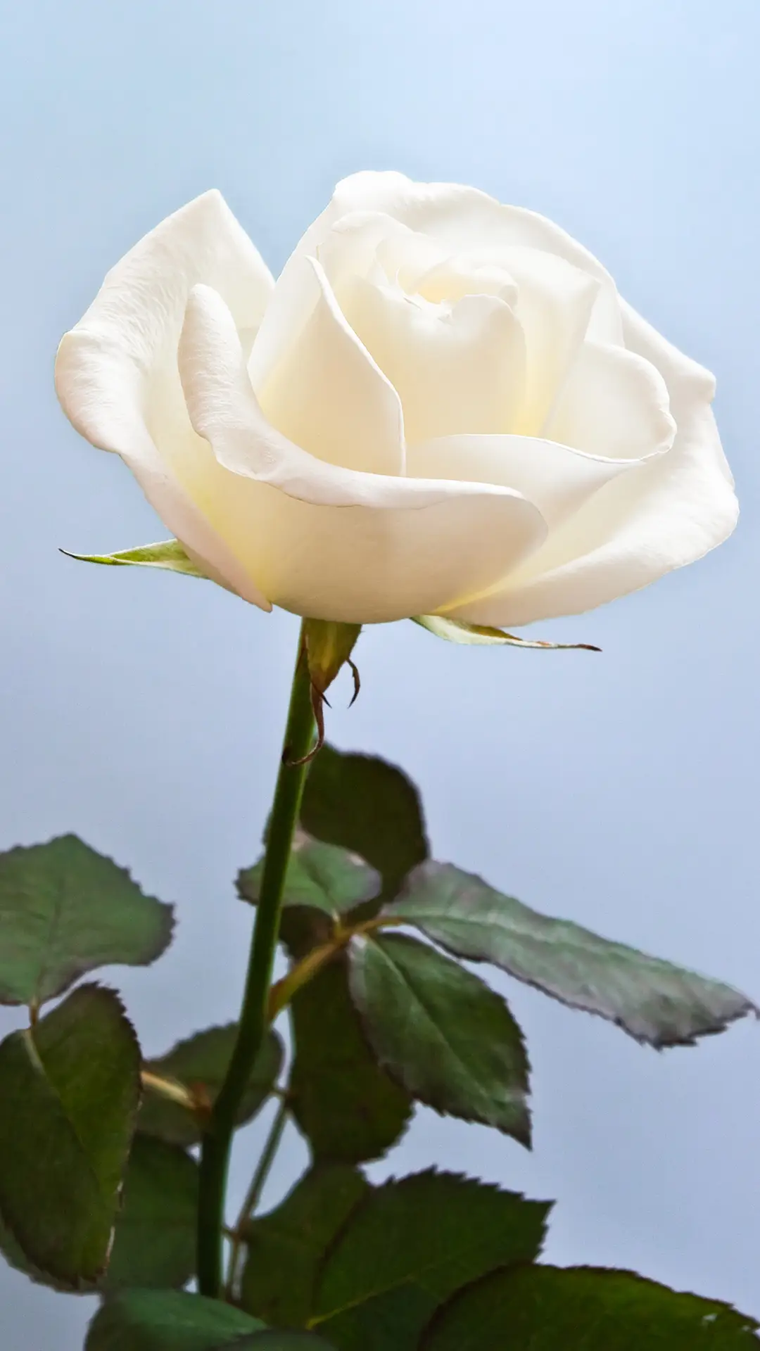 白玫瑰-锐景创意 - Screenshot 1