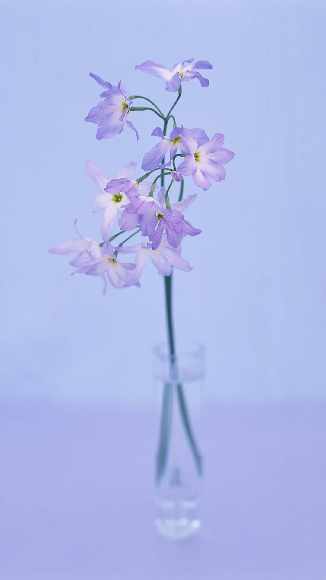 静物-视觉中国 - Screenshot 1