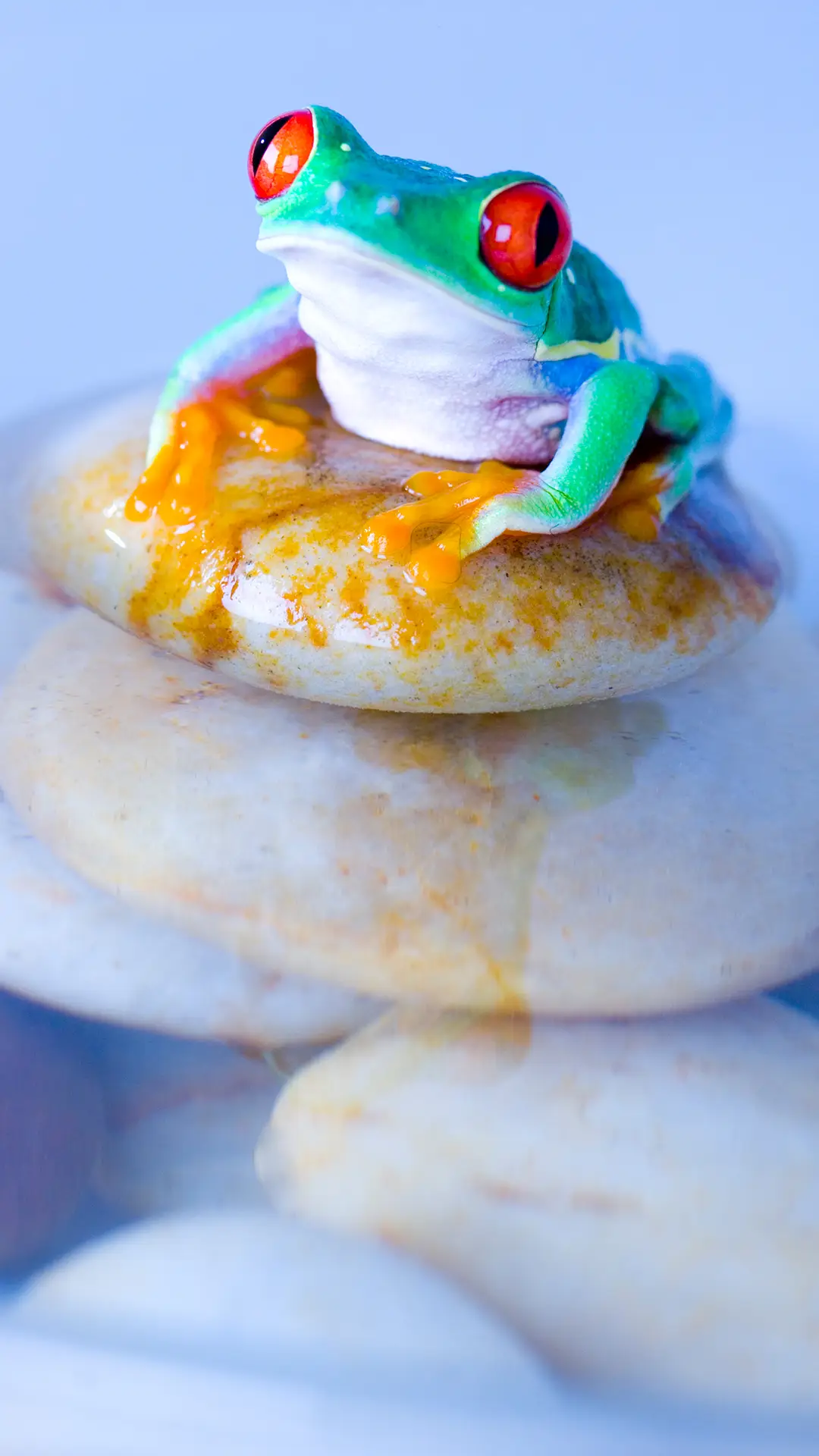 小青蛙-锐景创意