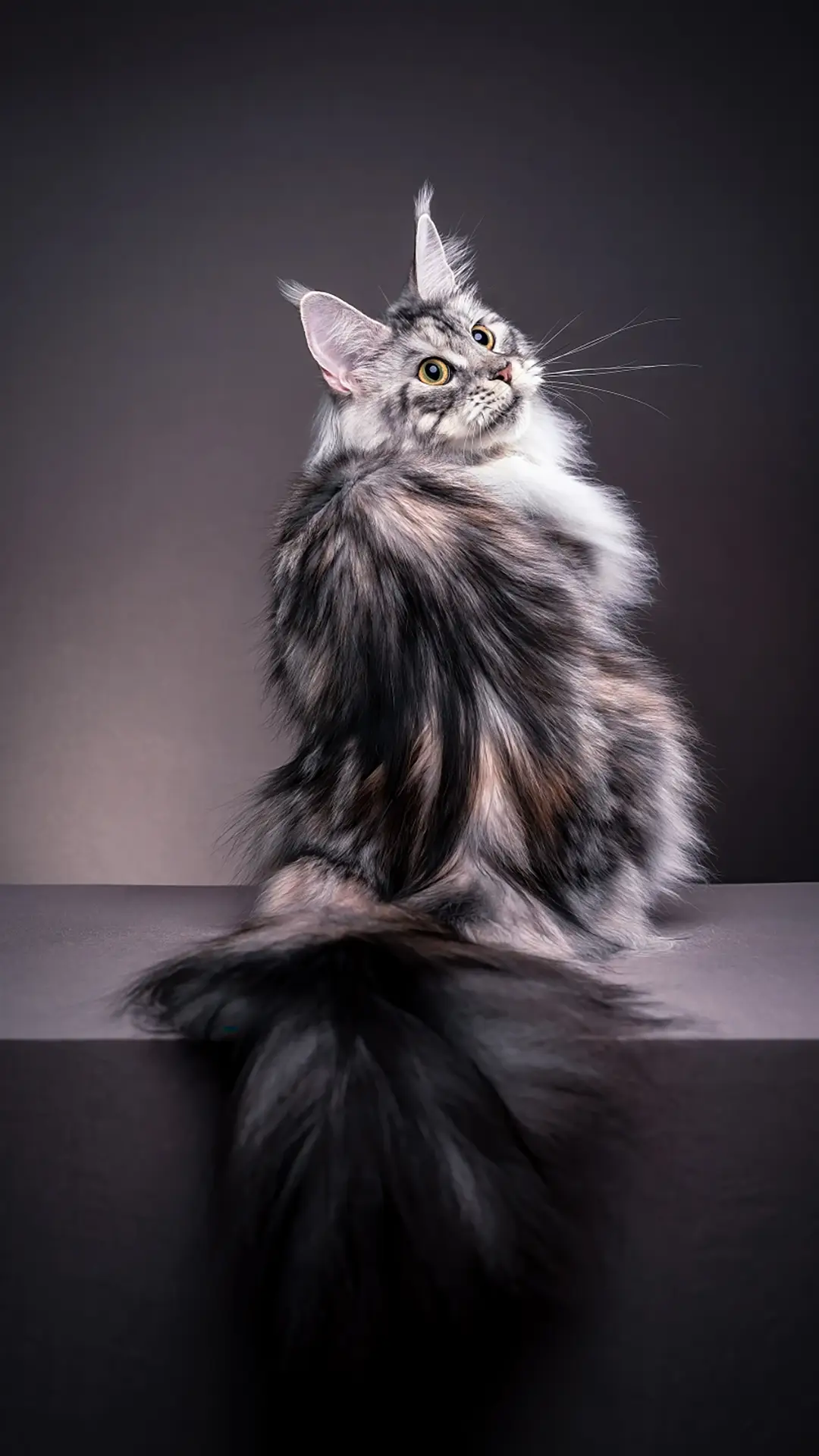 教你搞定坏脾气的喵