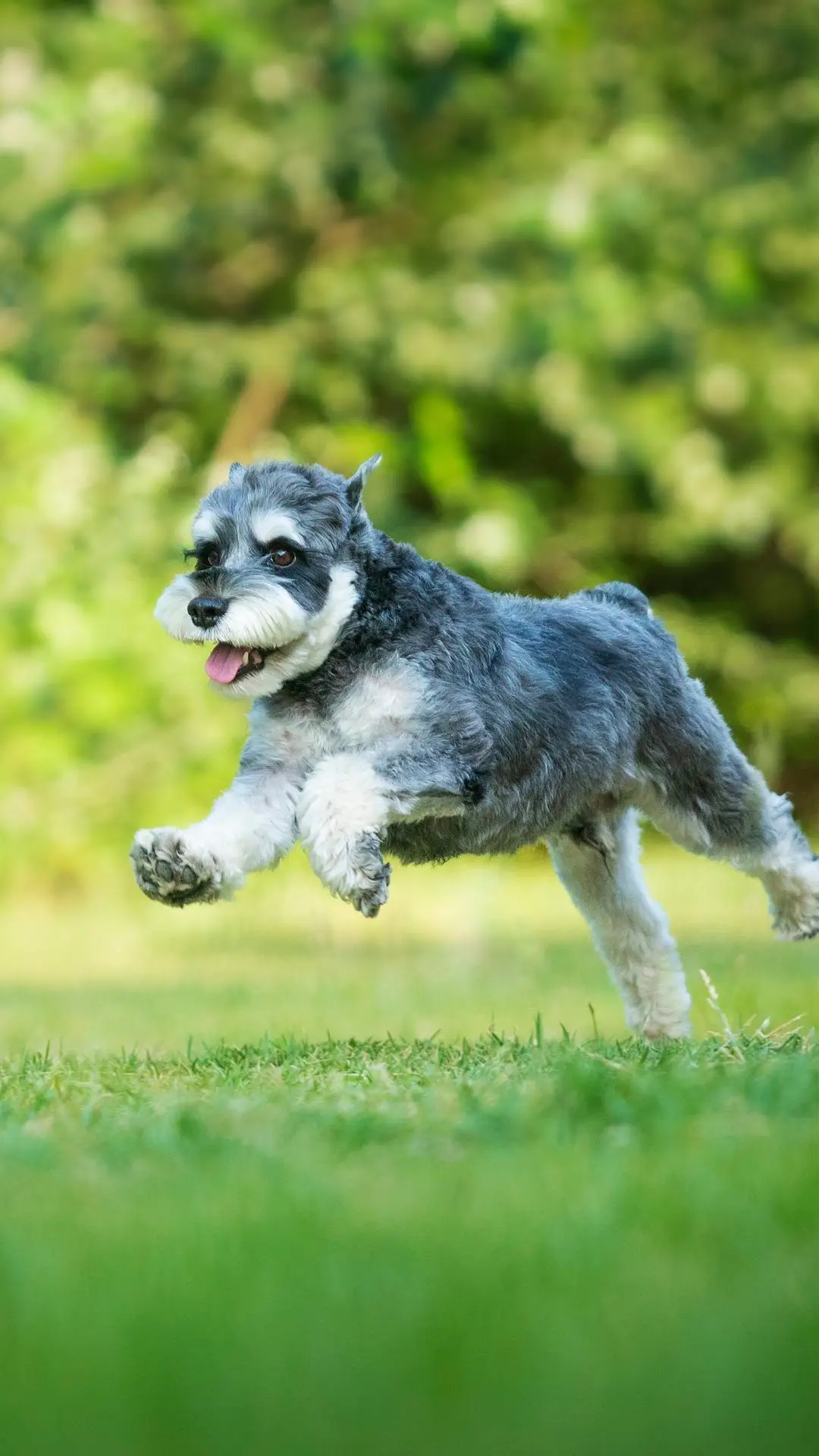 狗狗的超强本领 - Screenshot 1