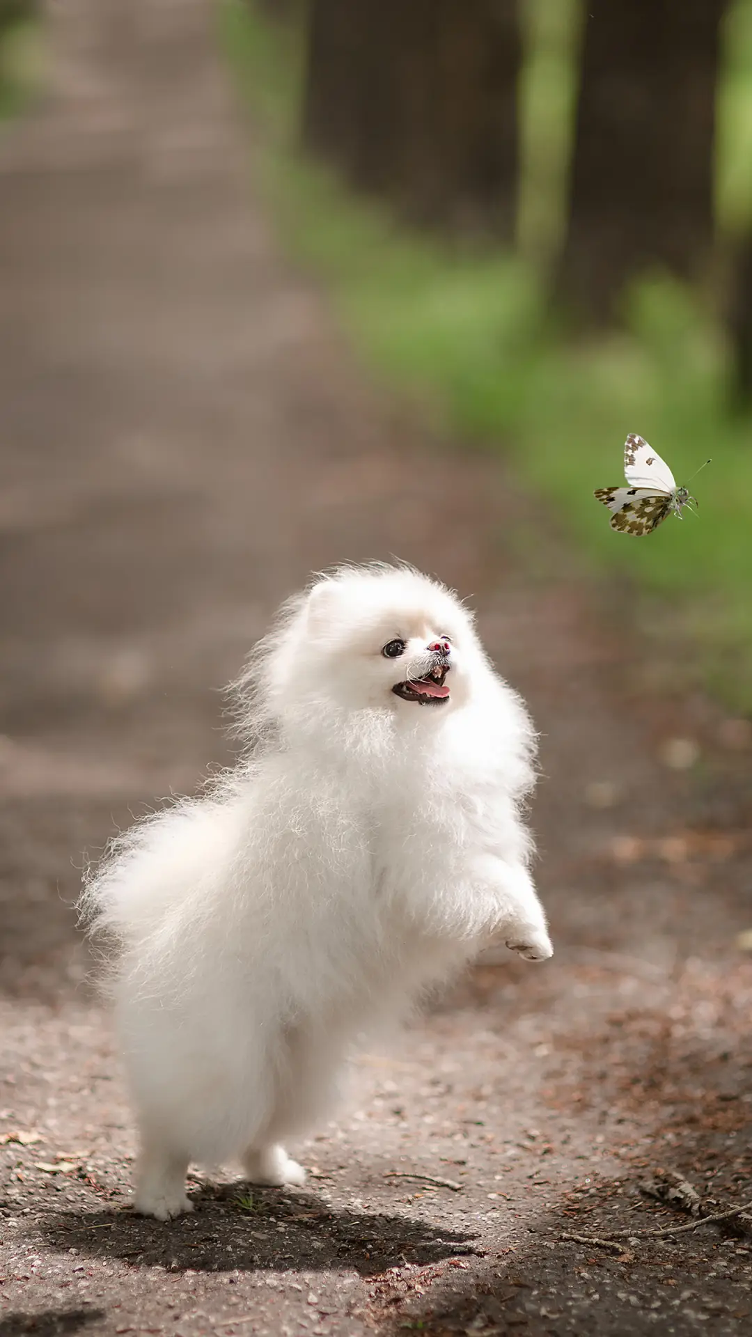可爱狗狗-拍信图库