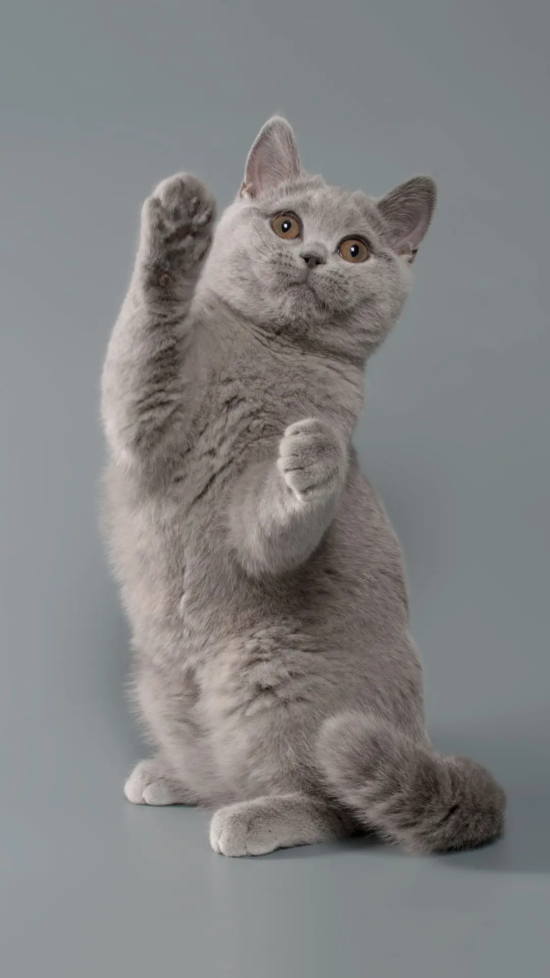 英短蓝猫有哪些优点