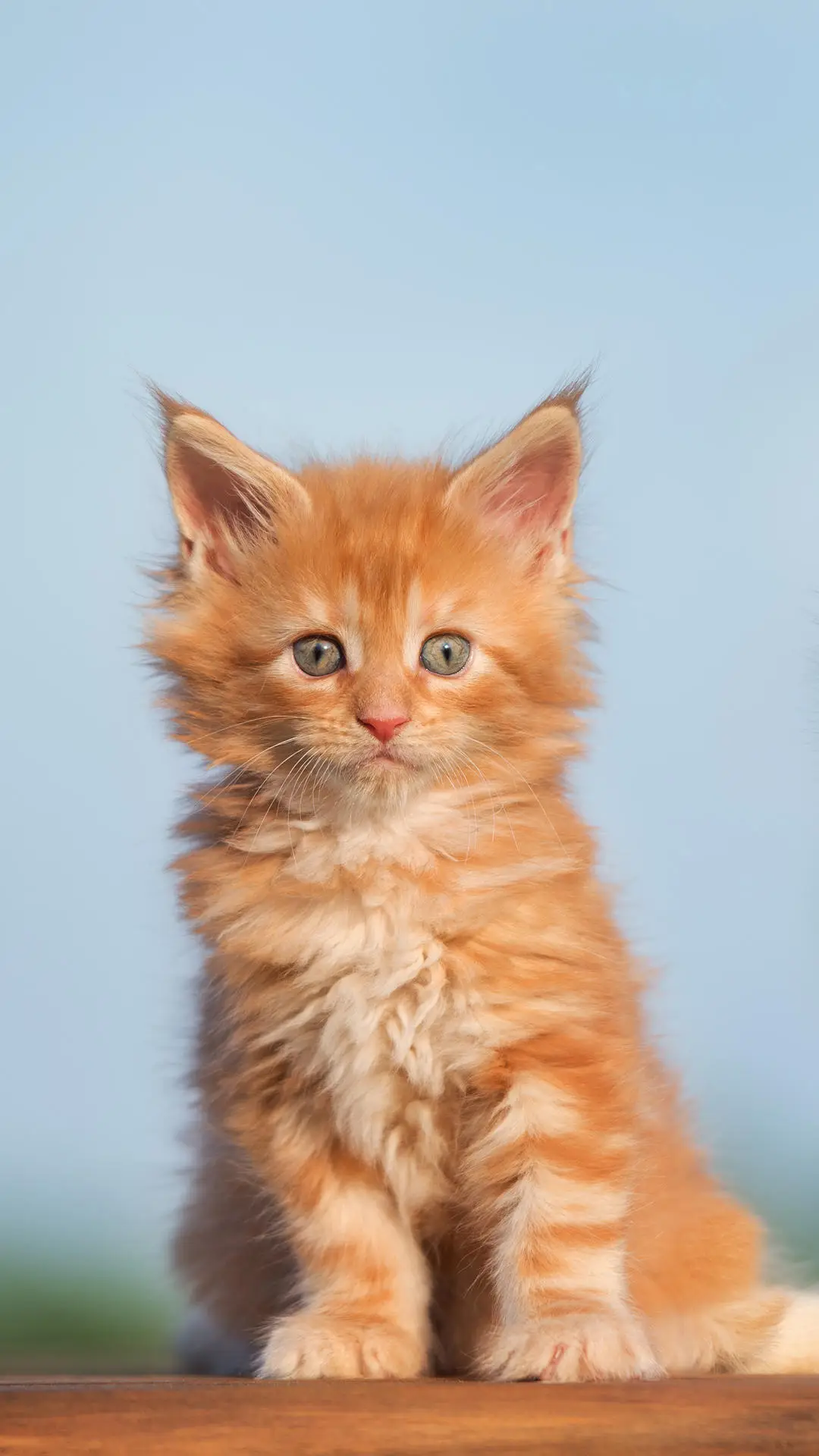 吸猫入迷的嘉靖帝