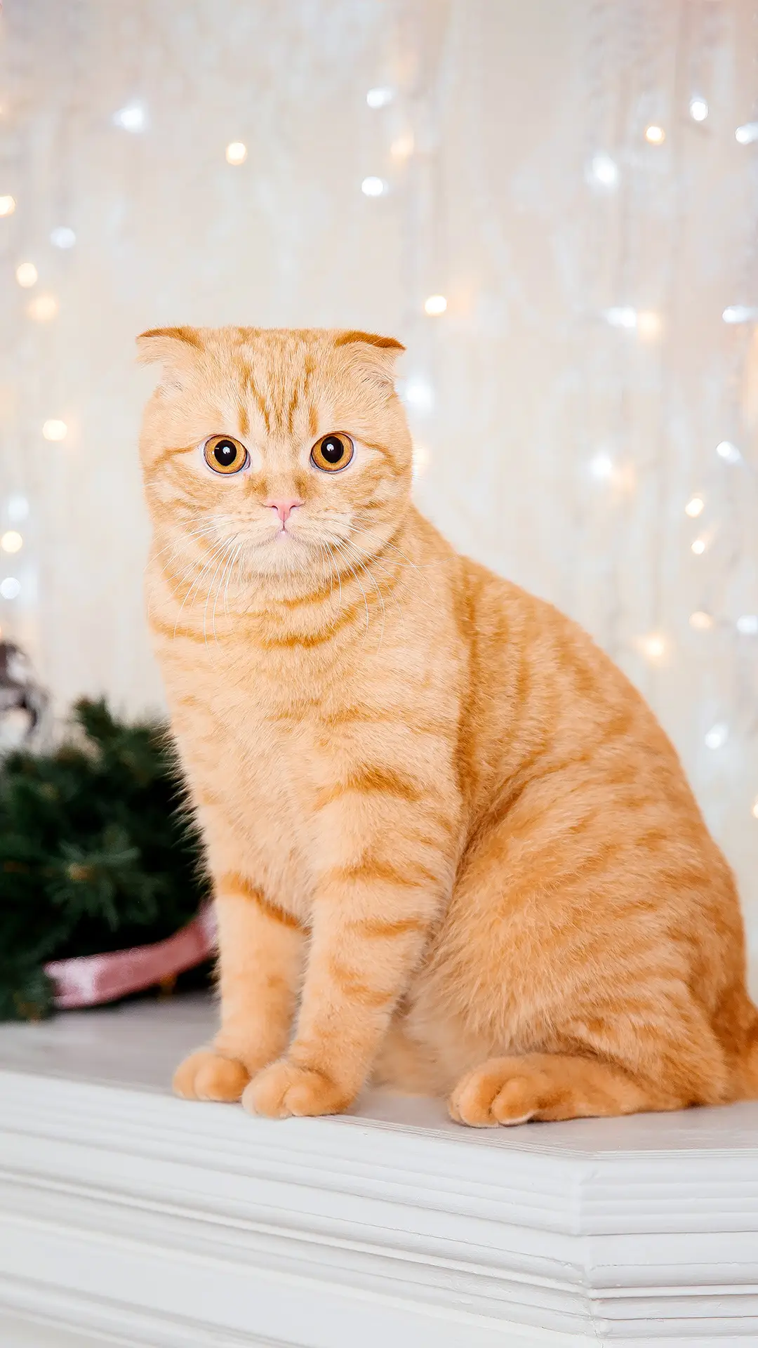 如何讨猫开心
