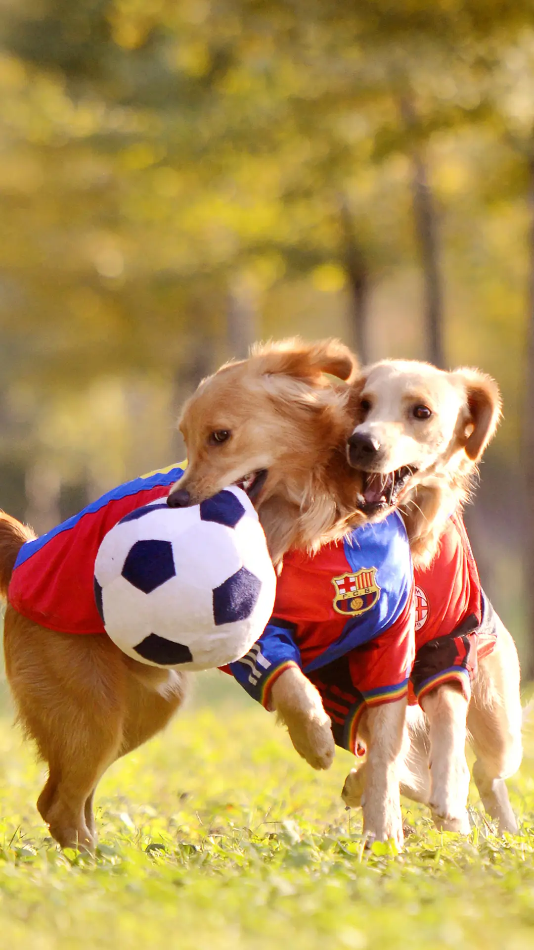 成双成对-视觉中国 (2)