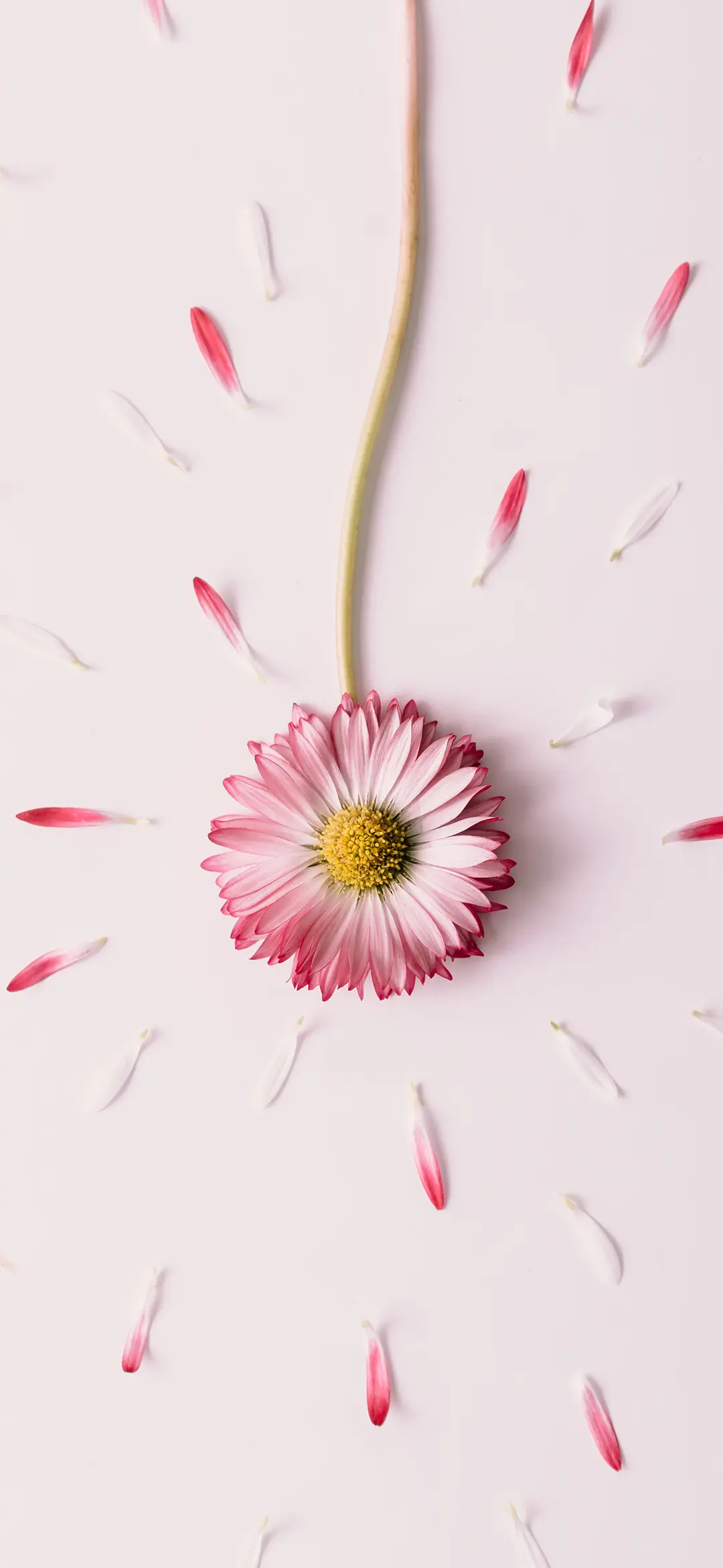 粉色花卉壁纸-锐景创意 - Screenshot 1