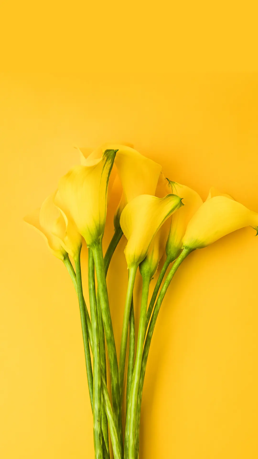 马蹄莲-锐景创意