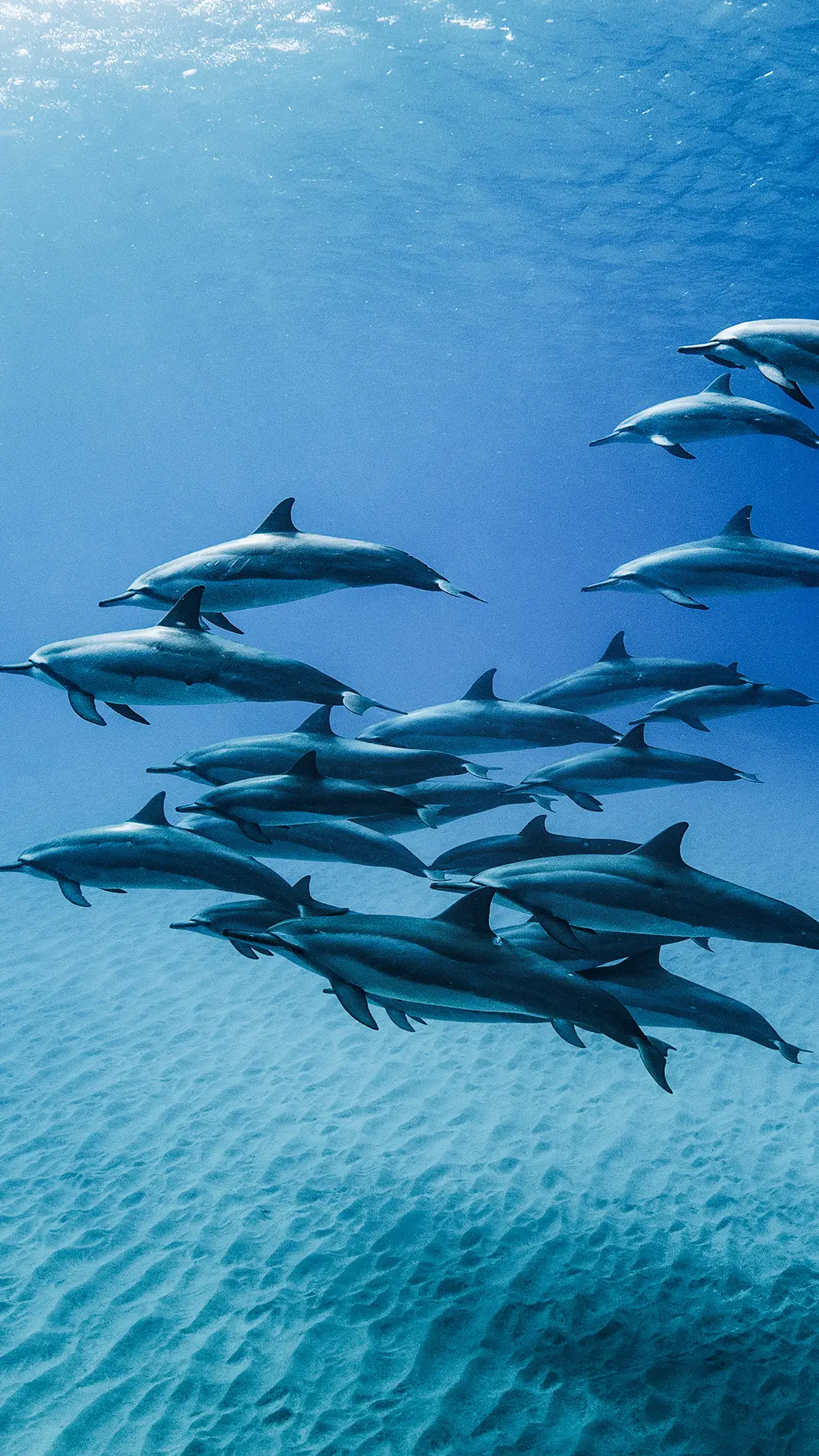 海豚到底有多聪明？